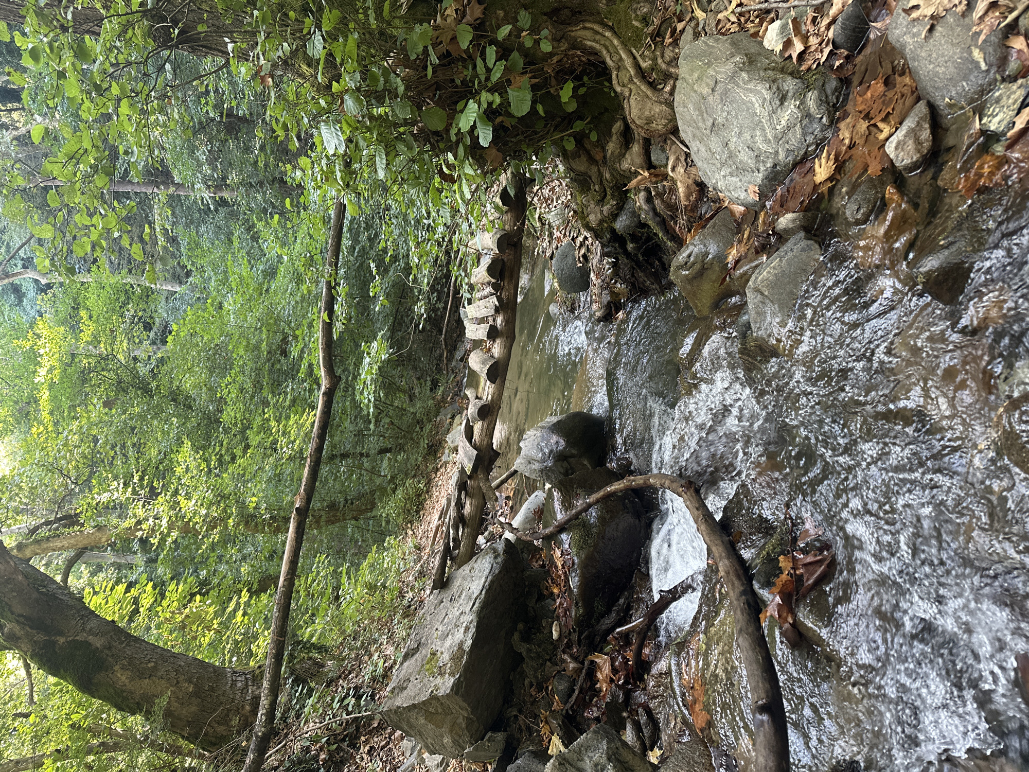 A narrow, clear stream flows over rocks and fallen leaves in a lush, wooded area. A makeshift bridge, constructed from logs and branches, spans the water. Large boulders and thick vegetation line the banks of the stream, and the dappled sunlight filtering through the trees illuminates the scene. The location is identified as the area near Samuilovo, Bulgaria. There are no people present in the image.