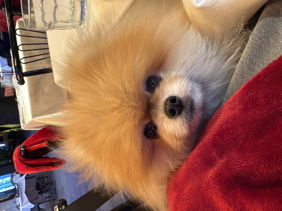 A small, fluffy Pomeranian dog, predominantly orange-tan with dark eyes and a black nose, is depicted in a close-up at a dining establishment. The dog's head rests on a bright red, soft fabric, which in turn lies over a grey fabric, likely a person's lap. To the immediate right, a portion of a white tablecloth and a clear, faceted glass tumbler are visible on a table. The background shows additional dining tables, each draped with a white tablecloth and set with cutlery. Dark-framed dining chairs and blurred human figures are present, indicating other patrons or staff. A red garment is draped over a chair back in the left background. The scene is consistent with an indoor or sheltered outdoor dining area in the city of Venice, Italy.