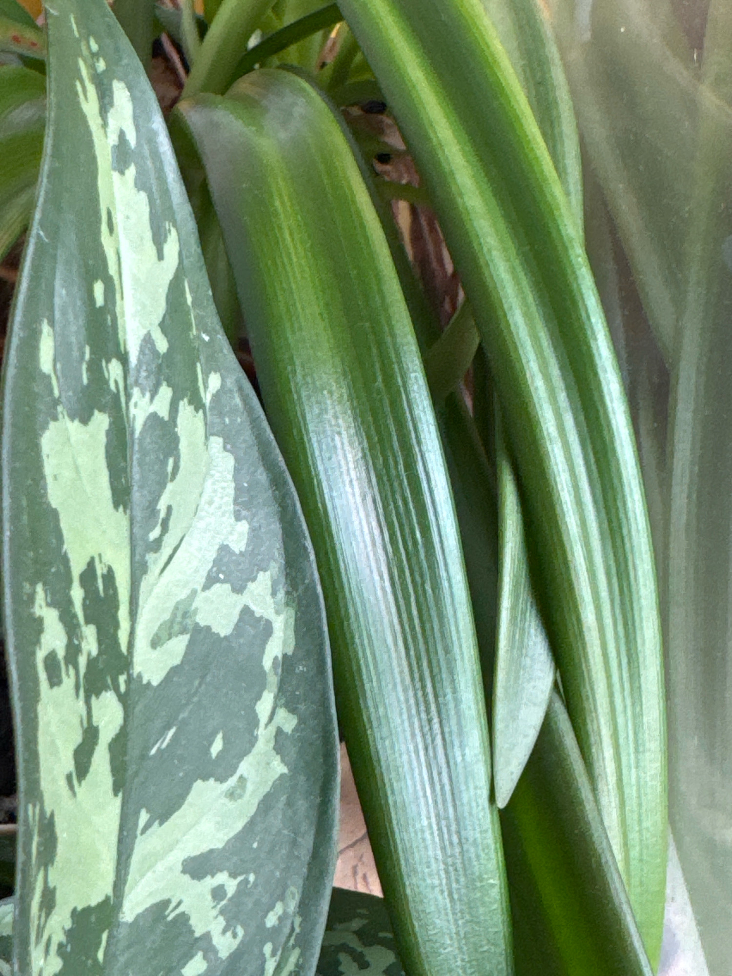 The image is a close-up of a plant with variegated green leaves. One leaf on the left has irregular patches of light and dark green. To its right, several other leaves are a solid, darker green with prominent vertical striations. The lighting suggests an indoor environment, possibly near a window, as there's a slight diffuse brightness on the right side of the image. The plant appears healthy, with no visible signs of damage or distress. The background is softly blurred, showing hints of brown and darker green, suggesting other plants or the pot. The image quality is good, with clear focus on the plant's textures and colors. There is no indication of the location in Krasnoyarsk, Russia; the scene is devoid of any identifiable geographical markers. There are no people or animals present.