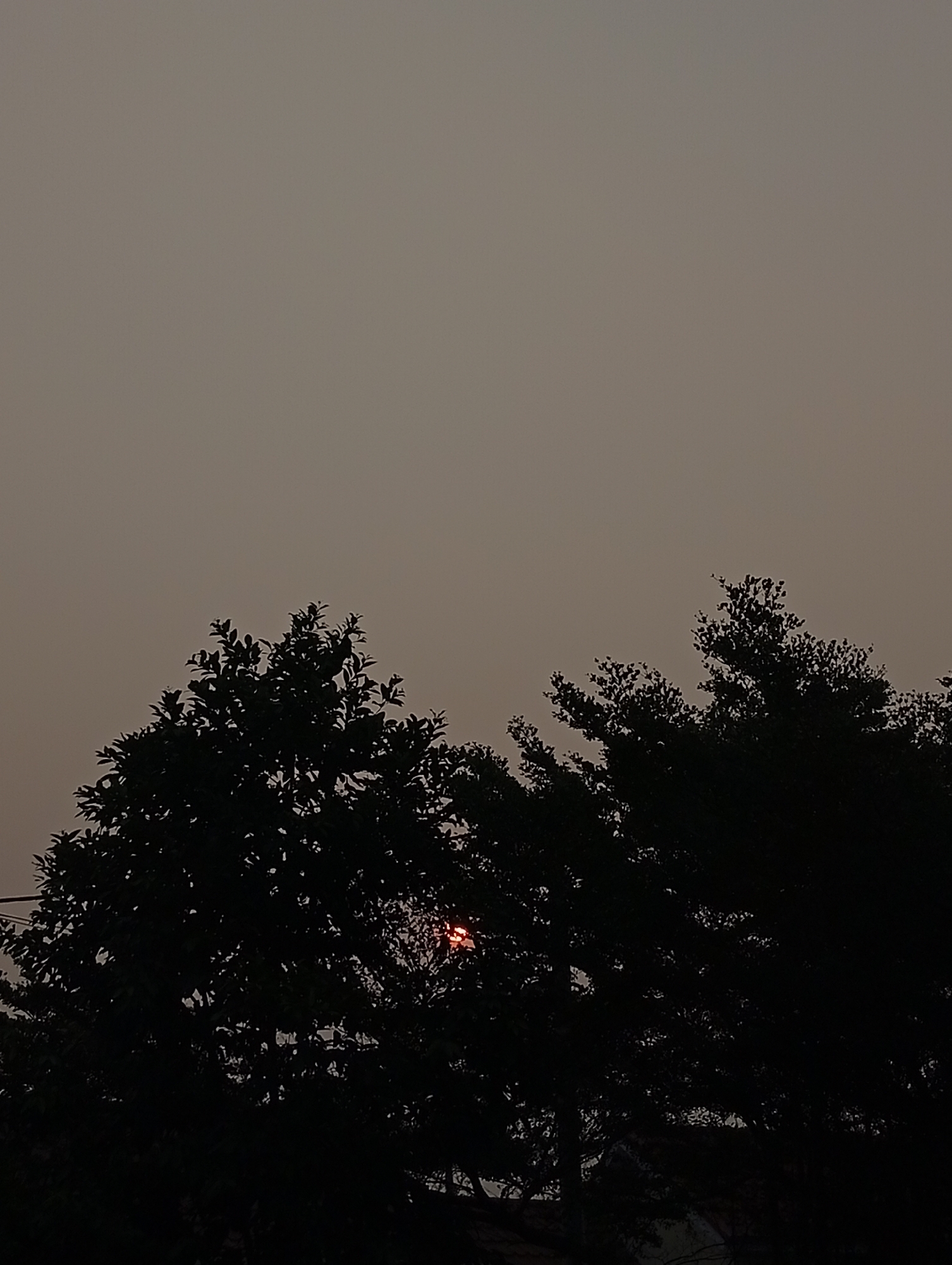 A photograph taken from a low angle captures the silhouetted upper branches of two large trees against a hazy, overcast sky. The sky is a uniform, muted gray, suggesting either a foggy or smoky atmosphere. A small, circular portion of the sun, appearing as a bright red-orange orb, is visible peeking through a gap in the foliage of the left tree. The sun's light casts a faint glow on the surrounding leaves. The trees are dark and dense, with the texture of leaves and branches only subtly discernible against the sky. The image does not contain any people or buildings, and there are no discernible features of the city of Kualu, Indonesia, present in the frame. The overall impression is one of a natural scene viewed during a hazy twilight or under heavy cloud cover.