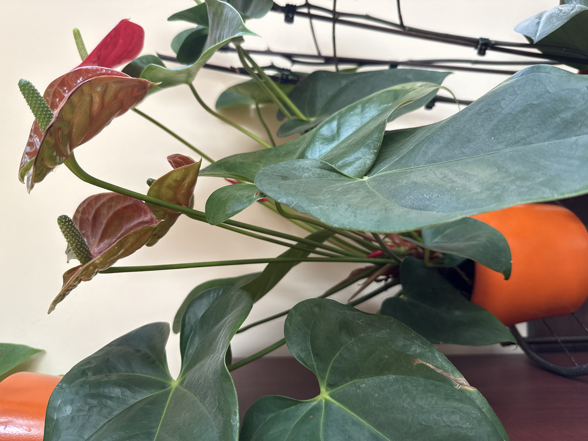A close-up shot shows an anthurium plant with large green leaves and several red and brown spathes with spadices. The plant sits partially obscured behind two orange pots. Behind the anthurium is a black, wire rack-like structure. The background appears to be a beige wall. There is no evidence to indicate this photo was taken in Varna, Bulgaria, or any particular city for that matter.