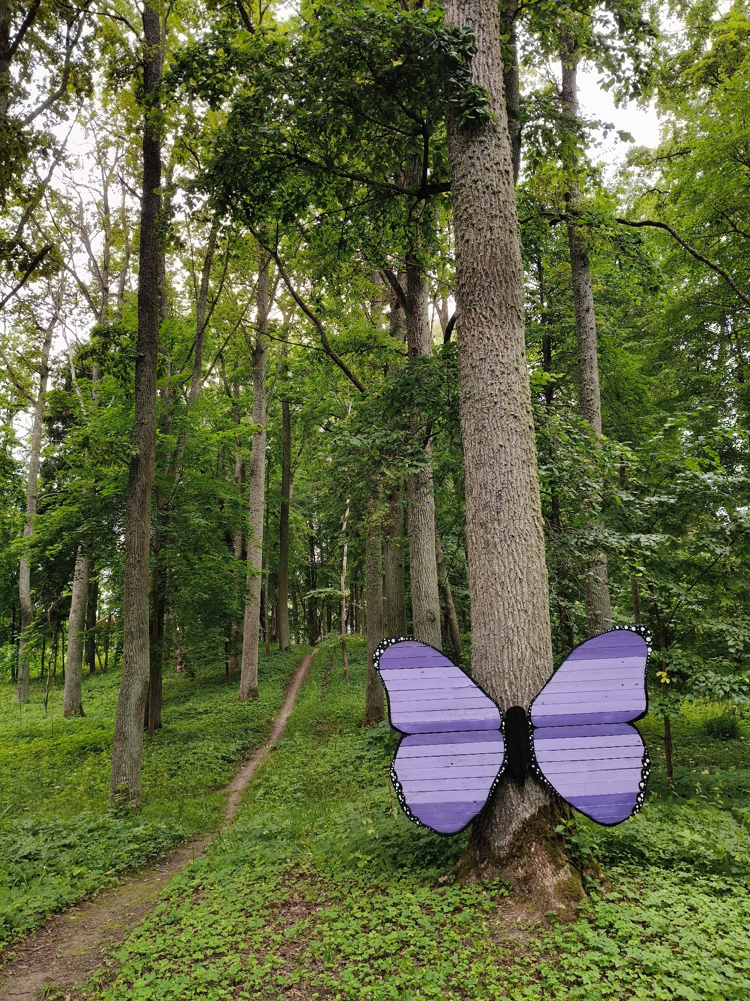 An art installation of a large, purple butterfly with horizontal stripes and black and white spotted edges is attached to a tree in a forest. The butterfly's wings are made of wooden planks. The tree is large and has rough bark, with moss growing at its base. The surrounding area is a lush forest with many trees, green foliage, and a winding dirt path leading uphill. The lighting suggests an overcast day. This installation is located in the territory of Koknese Castle Park in Koknese, Latvia.