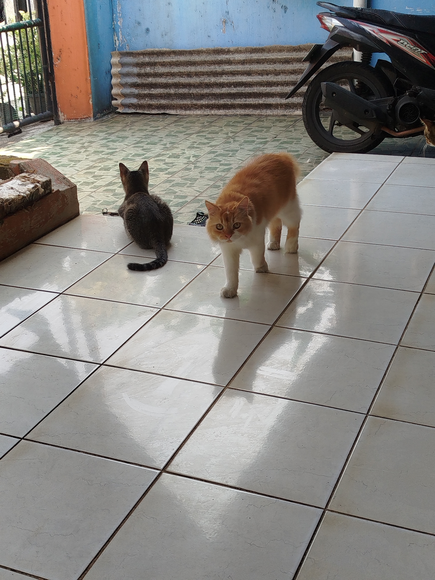 This image, taken in Depok, Indonesia, shows two cats on a tiled patio. A dark gray cat is seated on the left, facing away from the camera and towards a metal fence. To the right, a ginger and white cat stands, looking towards the camera. In the background, a black motorcycle is parked near a corrugated metal wall. The environment appears to be an outdoor residential area, possibly a porch or yard, with a blue wall and an orange pillar visible. The tiles are a light color with dark grout lines, and sunlight creates reflections and shadows on the surface.
