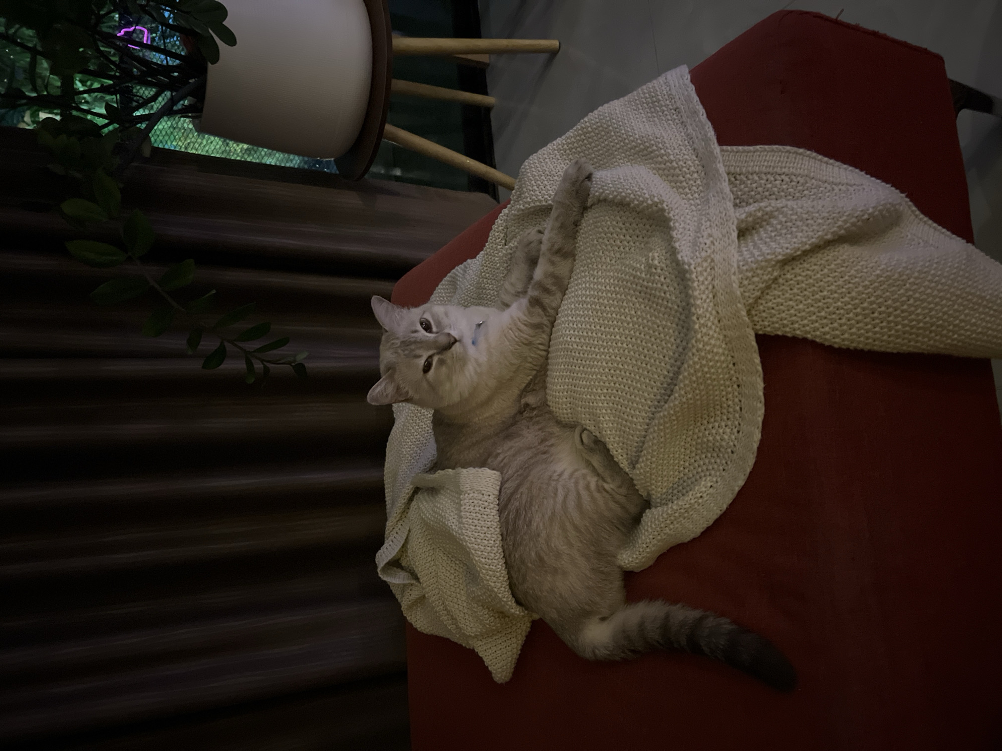 A gray tabby cat is lying on a red upholstered surface, covered with a beige knitted blanket. The cat is positioned with its head turned towards the viewer, its body partially concealed by the blanket. A portion of its tail is visible at the lower right of the frame. To the upper left, a potted plant is situated near a window. The surroundings appear dimly lit, with dark brown vertical slats visible in the background. The location appears to be indoors, in a residential setting.