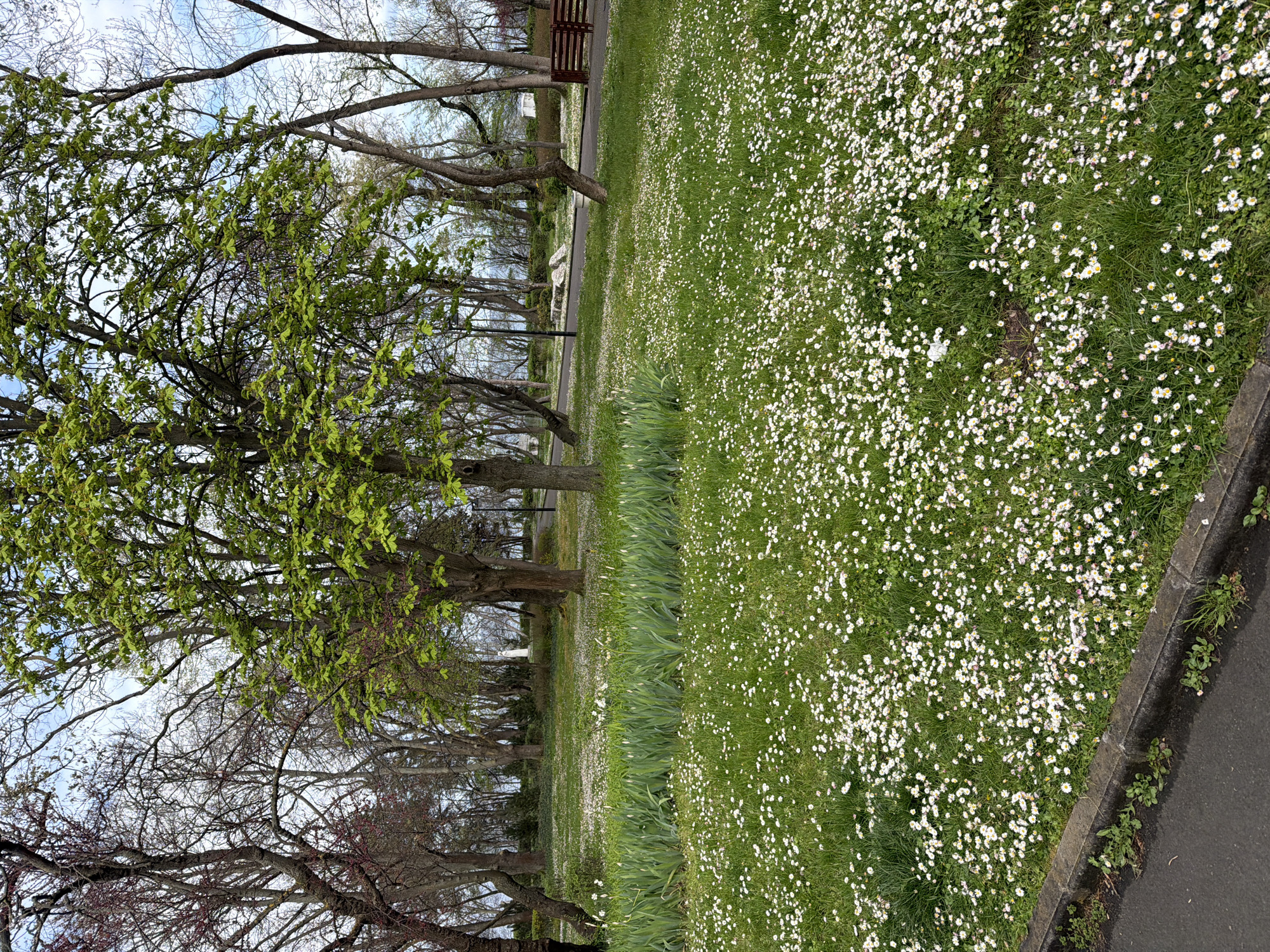The image depicts a park landscape, likely in Burgas, Bulgaria, characterized by a large expanse of grass densely populated with white daisies. A row of trees lines the left side of the image, some with budding green leaves, indicating springtime. A path, possibly asphalt or concrete, runs between the trees and the field of daisies. A bench is visible in the background, suggesting a recreational area. The environment seems calm and natural, with no visible people.