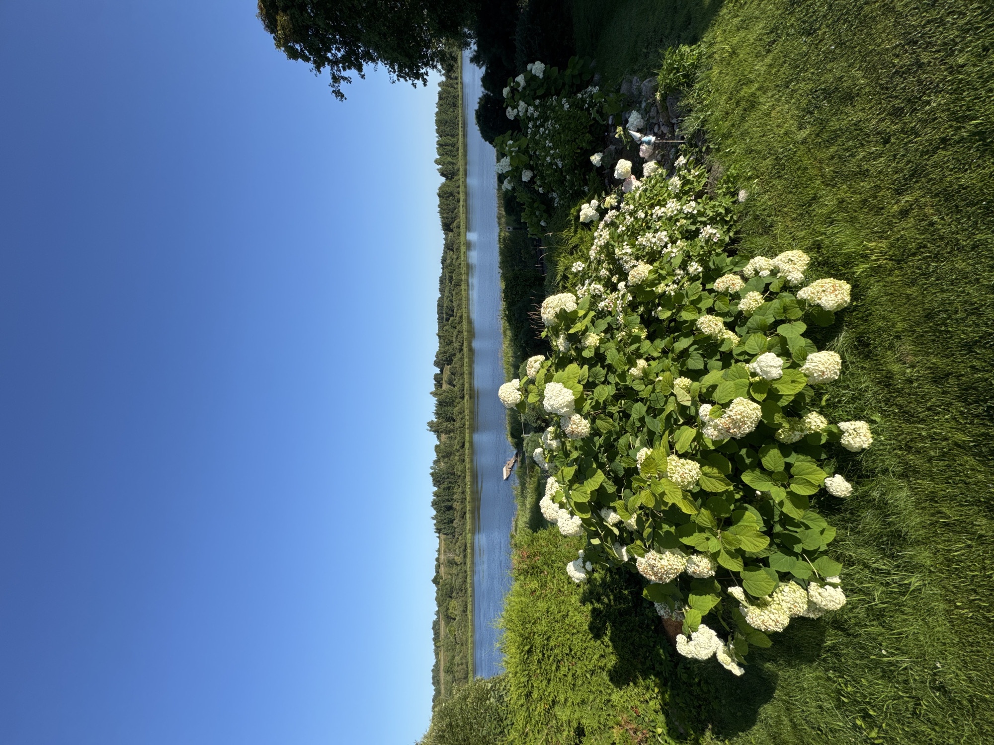 A wide, low-angle shot captures a tranquil summer scene in Sitno, Russia. The foreground is dominated by a vibrant green lawn and a lush hydrangea bush with abundant white blossoms. Behind the bush, a verdant hedge separates the garden from a calm, wide river. The river is bordered by a dense line of trees on the opposite bank, and beyond them, a gently rolling landscape stretches towards the horizon. The sky above is a clear, bright blue, indicative of a sunny day. The overall impression is one of peaceful natural beauty.