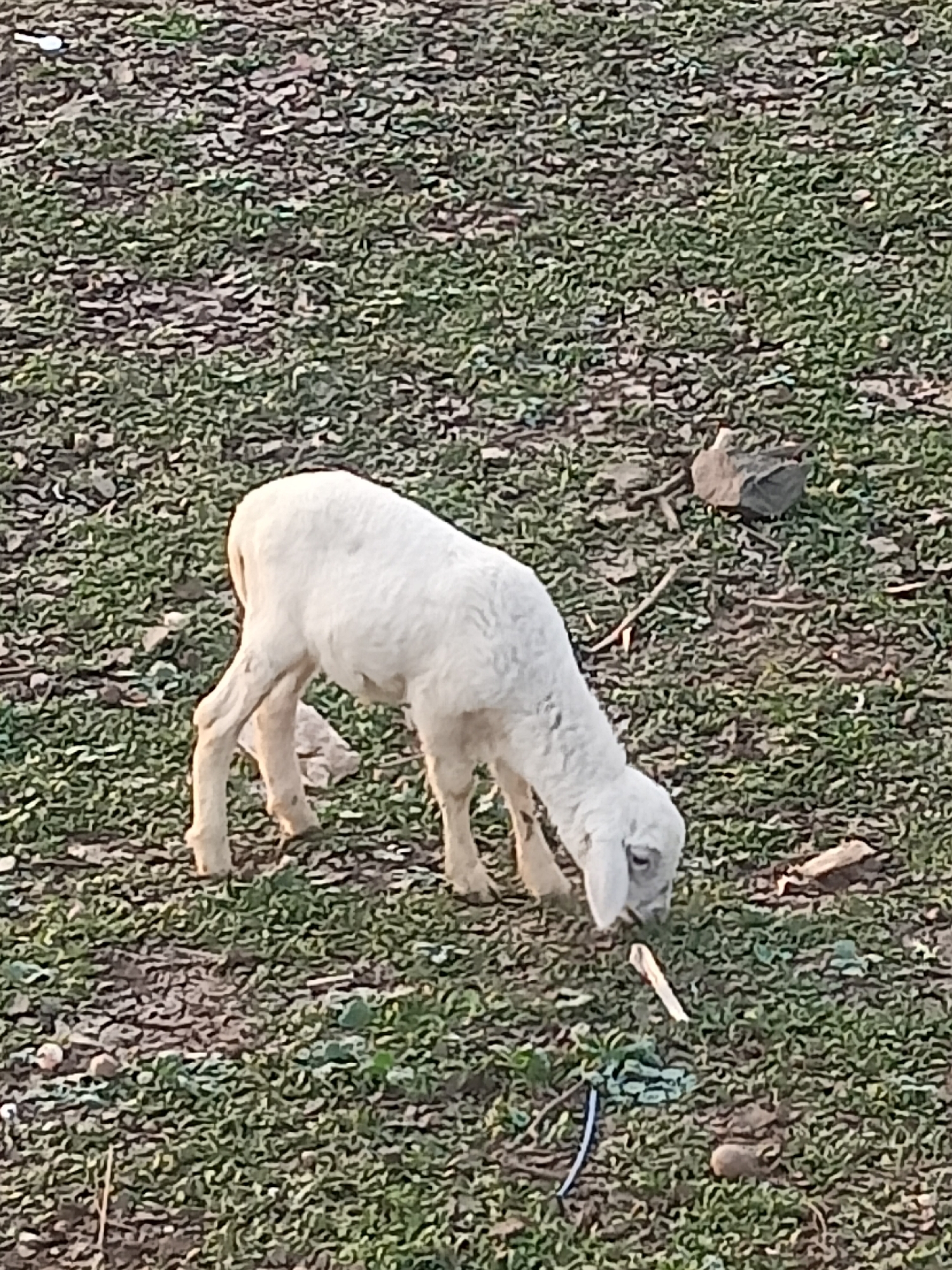 A white sheep stands in a field of grass. The sheep is facing down and appears to be eating. The field is mostly green with some patches of brown. There are a few rocks scattered around the field. The background is blurred and out of focus. The image was taken in Sambiduwur, Indonesia.