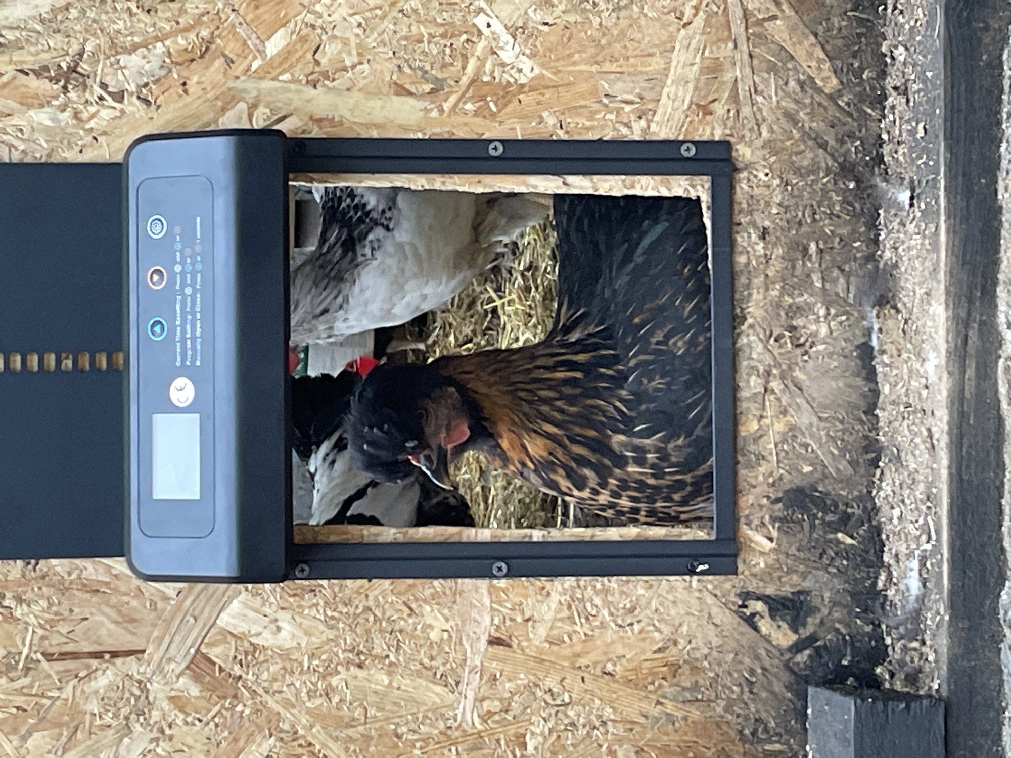 The image shows an automatic chicken coop door installed on a plywood wall. Two chickens are partially visible inside the coop, one mostly white and the other with brown and black patterned feathers. The door is black and rectangular, with an electronic control panel visible on one side. The wall is made of oriented strand board (OSB). The scene is presumably at a farm, the specific location in Zlatograd, Bulgaria is not provided.