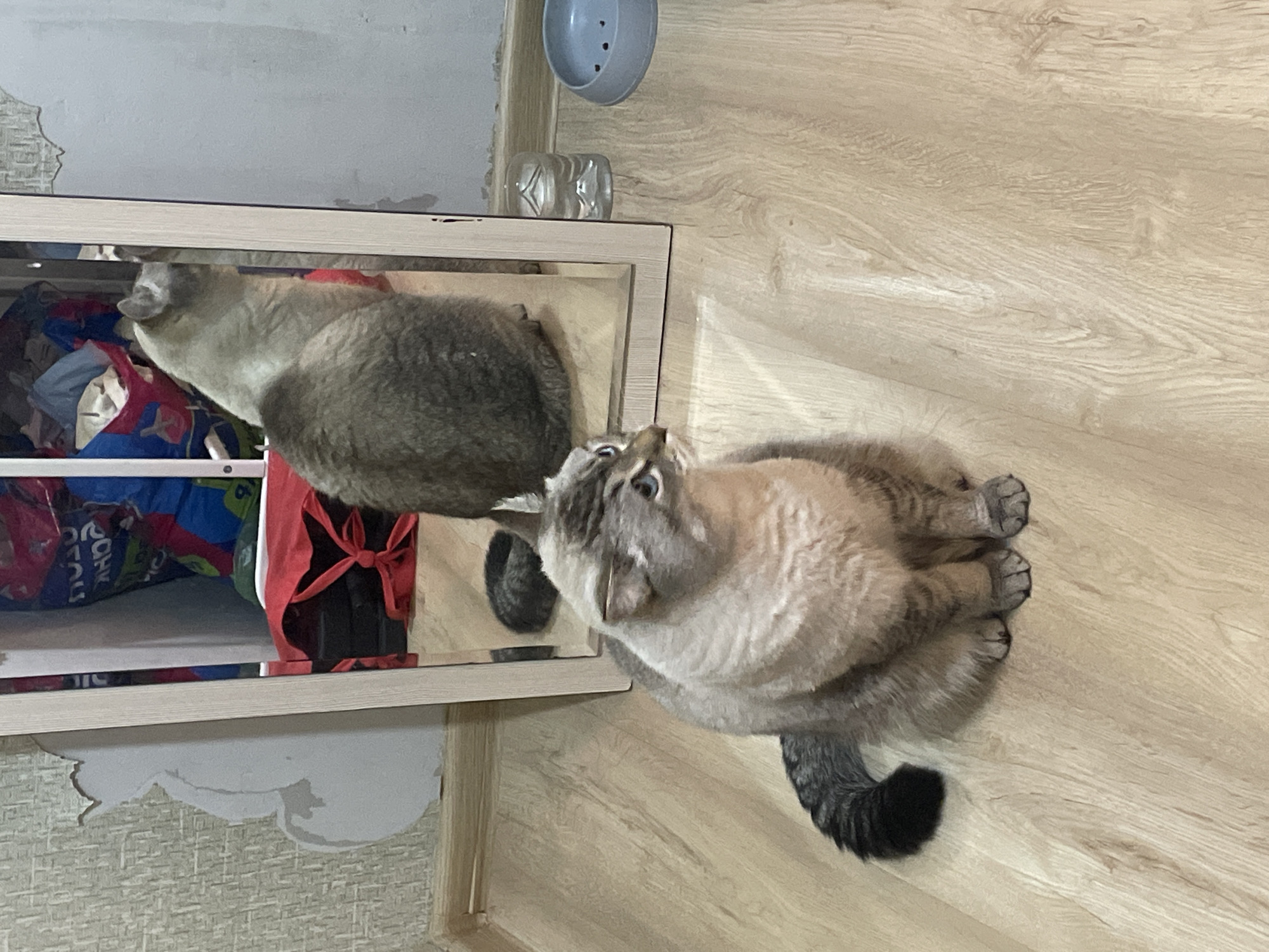 A light grey tabby cat with blue eyes is the subject of this photo. The cat is sitting on a light brown wooden floor, facing away from the camera. Its reflection is visible in a mirror placed on a shelf above it. The mirror also reflects the interior of a closet, which contains several colorful bags and a red apron tied with a bow. The cat appears to be looking up at something outside the frame, perhaps towards the camera. The overall lighting suggests it is daytime. The scene is indoors, in what appears to be a residential setting. There is no visible text in the image.
