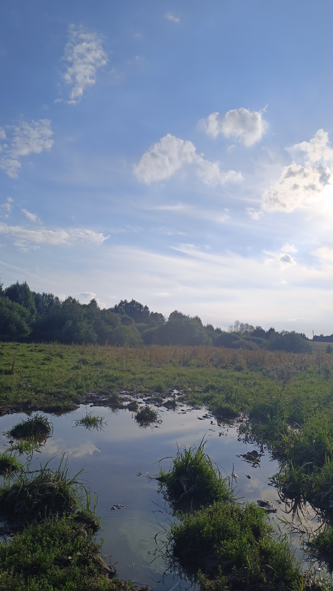 A wide-angle, vertical shot captures a muddy field under a bright, partly cloudy sky. In the foreground, several puddles of murky water reflect the sky and surrounding greenery. Patches of grass and weeds emerge from the mud, some forming small islands within the puddles. The middle ground features a field of green and dry grasses, with a dense line of trees forming the background. The trees are lush and dark green, suggesting a forest or thick woodland. The sky is a vibrant blue with scattered white, fluffy clouds and wispy streaks of cirrus clouds. The sun appears to be located to the right of the frame, casting a bright light and creating a slight glare on the right side of the sky. The overall impression is of a natural, rural landscape. The image does not contain any people or specific urban features to indicate the city of Karsha, Russia.