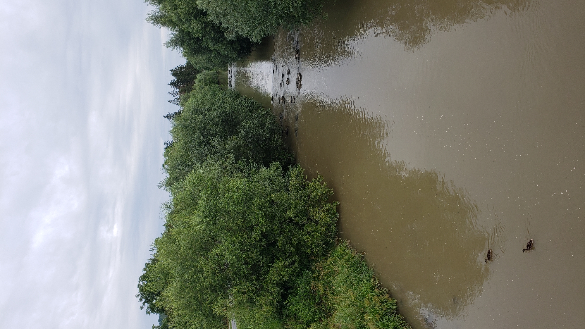 The image is an aerial view of a river in Prešov, Slovakia. The river is wide and appears murky, with a brown hue. On the left bank of the river, there is a dense growth of green trees and grass. On the right bank, the trees are also dense, forming a thick line of greenery that extends into the distance. In the middle of the river, there are several scattered rocks, some of which break the surface of the water, creating a shallow area. Two ducks are visible swimming in the foreground of the river, moving away from the viewer. The sky is overcast with heavy, grey clouds, suggesting a cloudy day. In the background, more trees and a faint indication of a road can be seen. The overall scene depicts a natural landscape with a body of water flowing through a densely vegetated area.