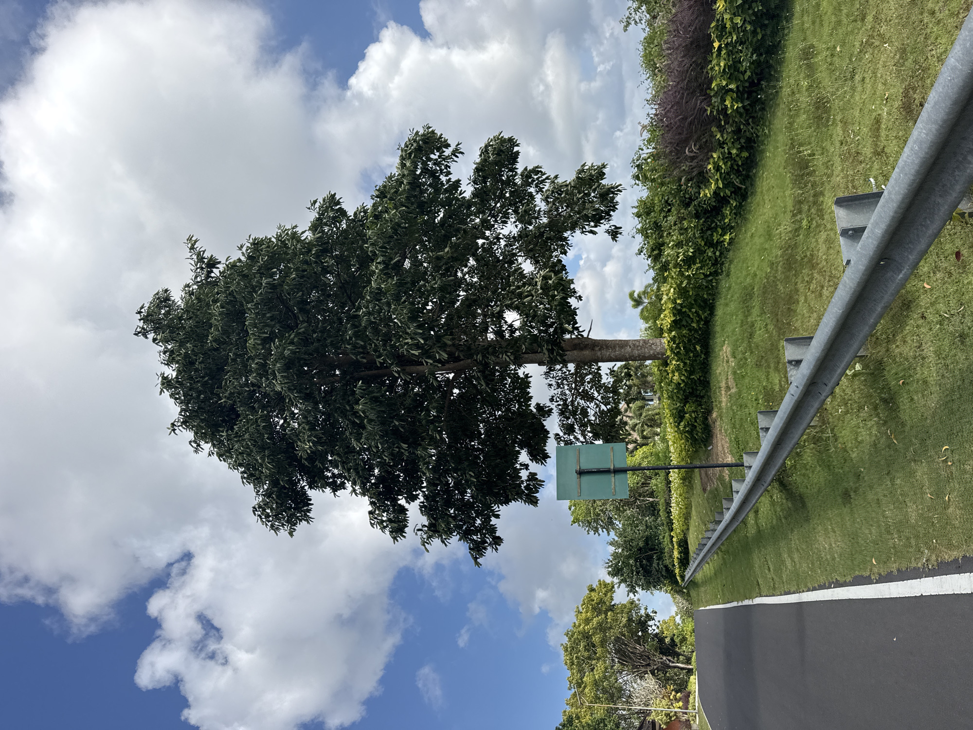 A vertical photograph captures a daytime scene featuring a tall, broad tree on the left side of a paved road with a metal guardrail. The tree has dark green leaves and a visible trunk. The sky is blue with scattered white clouds. The road is black with a white line on its edge. To the right of the road is a grassy area with a variety of green vegetation. A sign is visible, obstructed by the tree. The location is within Kuta Selatan, Indonesia.