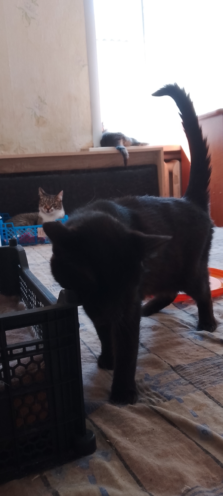 The image depicts a domestic indoor scene, likely a living room or bedroom, with at least three cats present. The primary subject is a black cat in the foreground, positioned centrally, facing left and appearing to be in motion. Its tail is raised and arched. To the left of the black cat, a portion of a black plastic crate is visible. In the middle ground, a tabby and white cat is lying in a blue plastic crate, looking towards the camera. In the background, on a wooden surface near a window, another cat, possibly grey and black striped, is lying down. The room features a light-colored wall with faint floral wallpaper and a patterned blanket or rug covering the floor. The overall lighting suggests it is daytime, with sunlight coming from the right side of the frame, creating some glare. There is no indication of this scene being located in Belgorod, Russia.