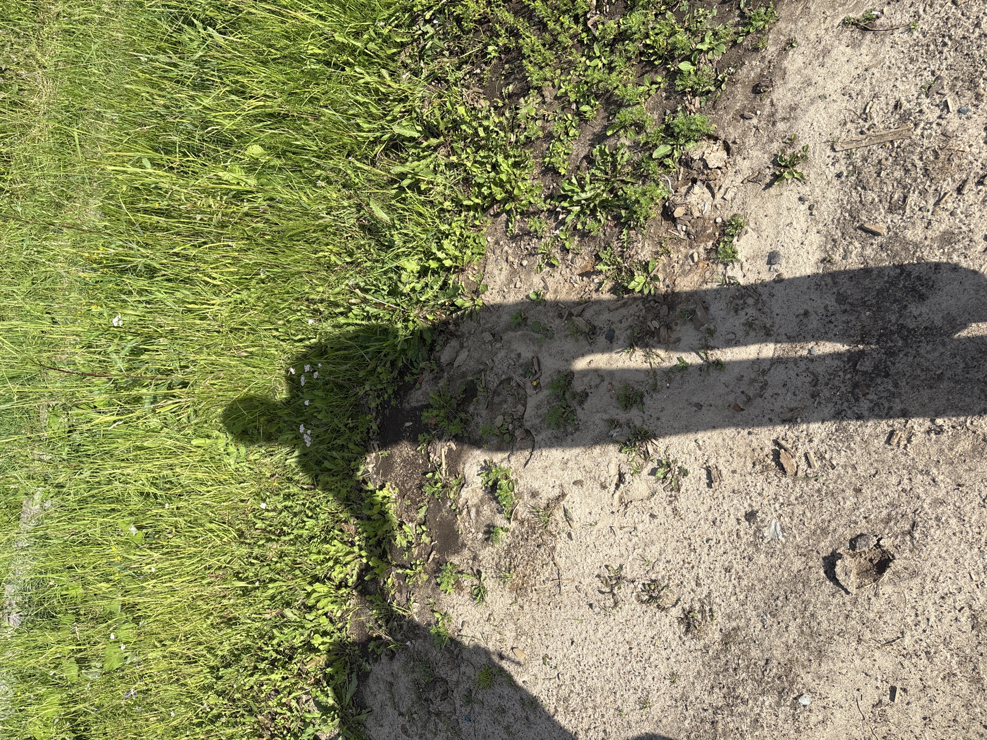 The image shows a shadow of a person standing on a path. The path is made of dirt and sand with some grass growing on the edges. The sun is shining, casting a long shadow that covers a good portion of the path. The grass is green and appears to be well-watered. There are some small white flowers scattered among the grass. The overall scene suggests a sunny day in a rural or outdoor setting. The shadow indicates that the photo was taken from a high angle, possibly by the person themselves, as they are capturing their own shadow. The image does not contain any visible text. The location context provided is Kurgan, Russia.
