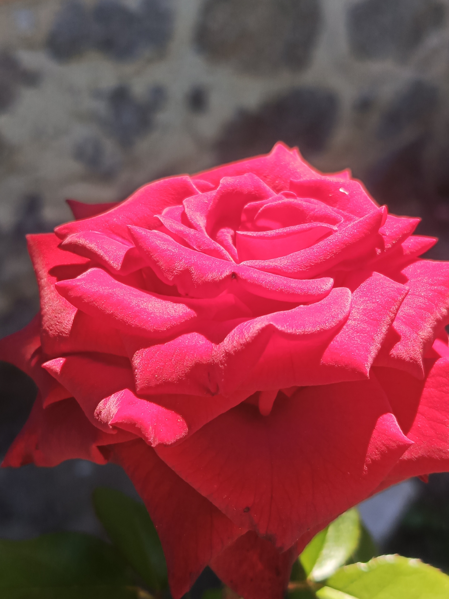 A close-up, vertical, eye-level shot features a vibrant red rose in full bloom. The rose's petals are tightly layered, creating a sense of depth and texture, with the lighting highlighting the delicate folds and edges. In the background, a rough, gray stone wall, possibly part of an outdoor structure, is visible, out of focus. The lower portion of the image reveals blurred green leaves, suggesting the rose is part of a garden or plant. The scene appears to be outdoors, with natural sunlight illuminating the subject. There are no people or specific city details to note.