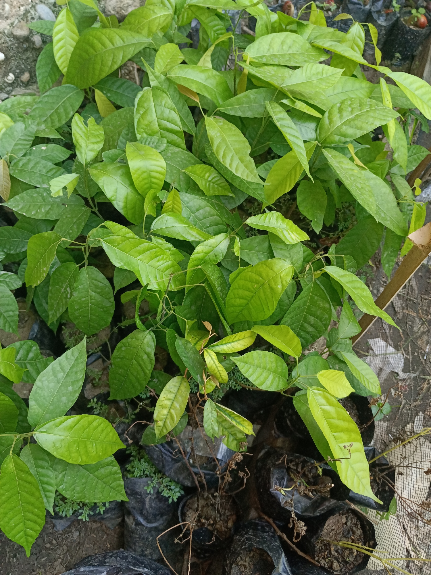 The image shows a close-up, overhead view of a collection of young plants in black plastic bags. The plants have lush, bright green leaves and appear to be healthy and thriving. Some of the leaves show a slightly lighter green hue, indicating new growth. The plants are densely packed together, suggesting they are either in a nursery or a garden bed. The background is slightly blurred, but hints of a concrete surface and some dry earth are visible. There are no people or animals in the image. The overall impression is one of vibrant plant life. The location is the city of Kawua, Indonesia.