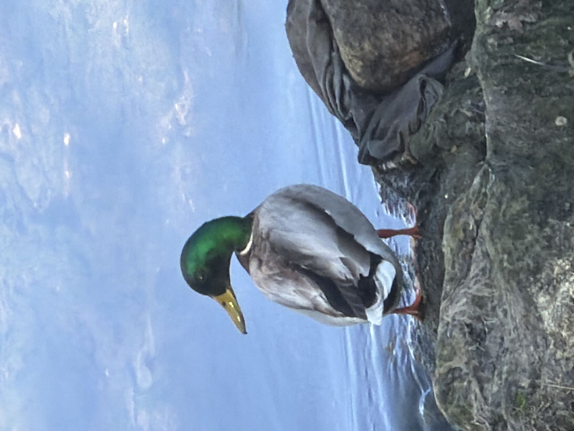 A mallard duck stands on a rock edge near a body of water, likely in Esch-sur-Alzette, Luxembourg. The duck has a green head and a yellow bill, with grey and white plumage on its body. Part of another bird rests on the edge of the rock as well. The water is visible on the left side of the frame.