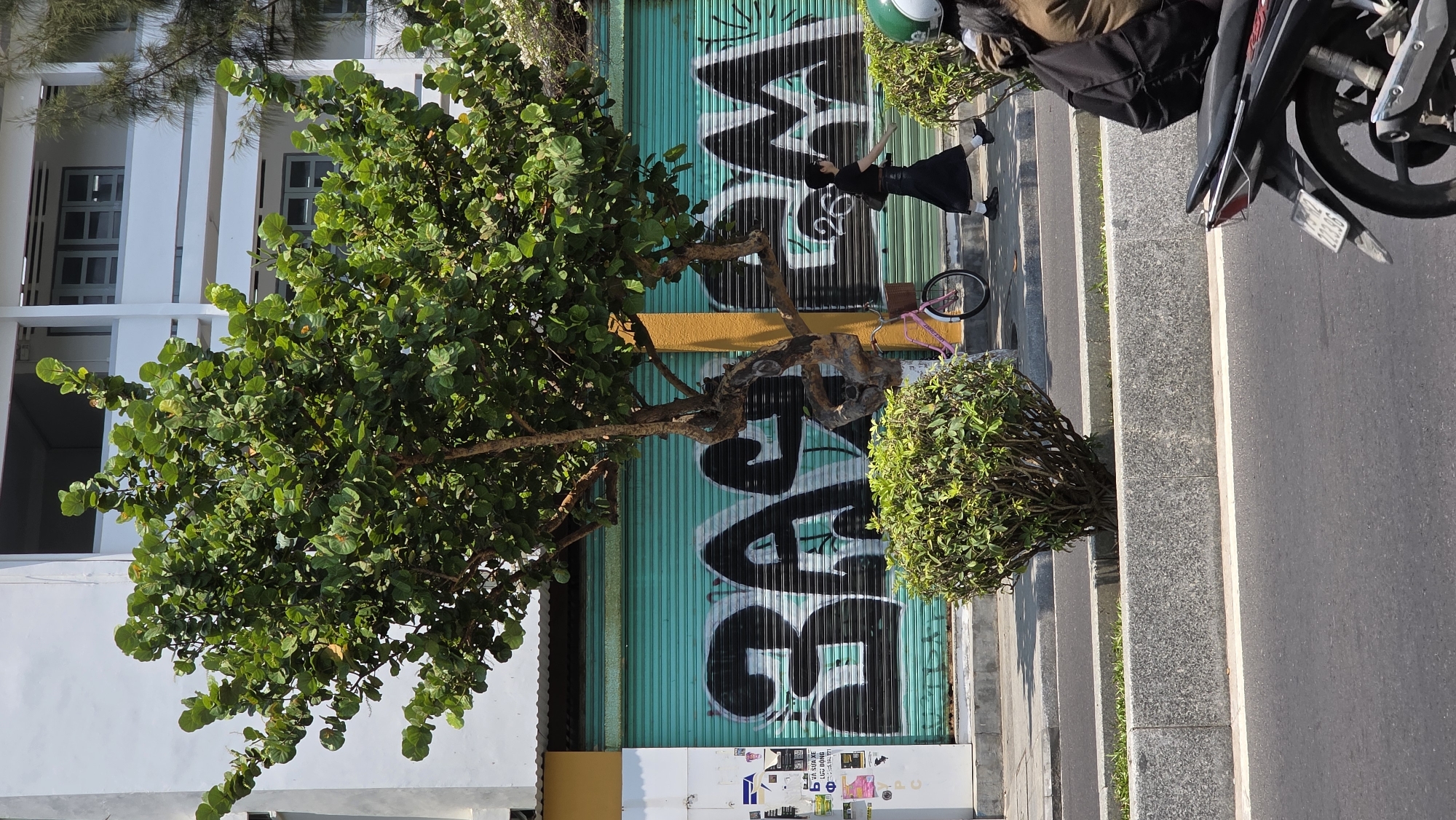 The image shows an urban street scene in Nha Trang, Vietnam. A large tree with green foliage dominates the left side of the frame, partially obscuring a white building with grey windows. Behind the tree, a turquoise corrugated metal door is adorned with black graffiti. A slender woman in a black dress is positioned in front of the graffiti-covered door. A pink bicycle is on the sidewalk between her and a green bush. To the right, a parked motorbike is visible, with the license plate blurred. The sidewalk is paved with grey stones and is bordered by a street with dark asphalt. The angle suggests the photograph may have been taken from the roadway.