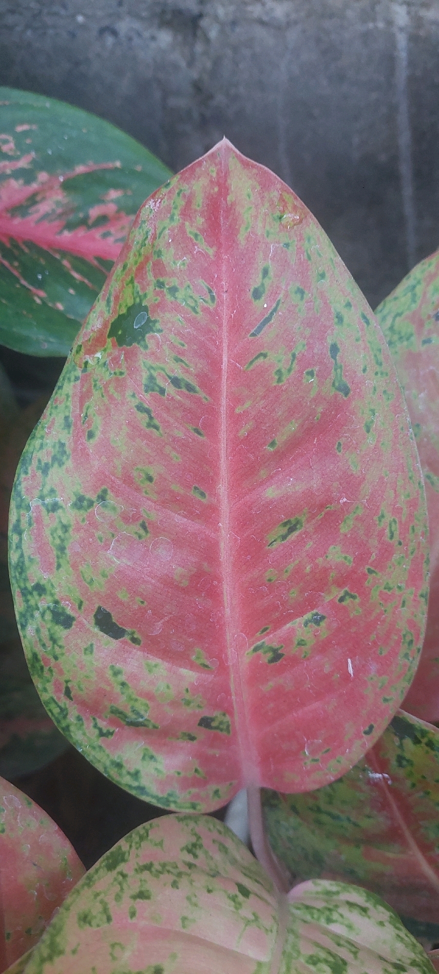 A close-up, vertical shot captures a vibrant, variegated leaf with a central vein, exhibiting a blend of pink and green patterns. The leaf's texture appears slightly rough with subtle water droplets scattered across its surface. To the left and background, other leaves with similar coloration are visible, along with a weathered, greyish wall, possibly indicating an outdoor or semi-outdoor setting. The focus is sharp on the central leaf, with the background softly blurred. The image likely depicts an ornamental plant, possibly a type of Aglaonema, commonly found in gardens or homes. This scene is consistent with the tropical climate and garden aesthetics prevalent in Lumajang, Indonesia, where such plants thrive.