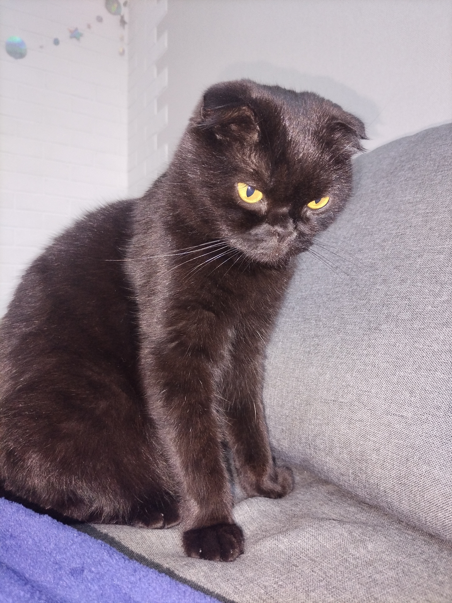 A dark brown Scottish Fold cat with bright yellow eyes is sitting on a grey couch next to a purple blanket. The cat's ears are folded forward. The background is a white brick wall with some decorations hanging on it, possibly of space-themed ornaments.
