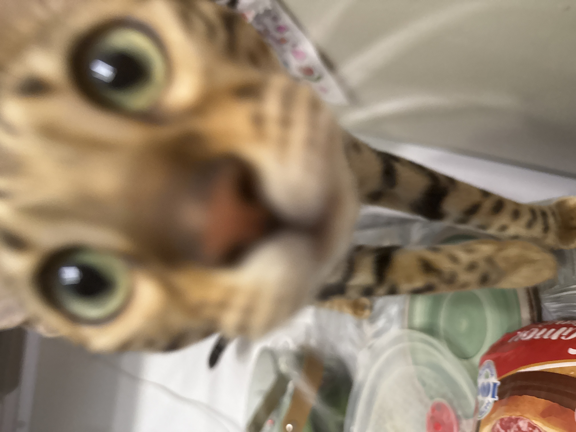 The image is a close-up, blurred photograph of a Bengal cat's face. The cat's eyes are large and green, and its nose is reddish-brown. The cat's fur is spotted and has a tawny color. The background is out of focus but appears to be a domestic setting with some objects that might be food containers. The image does not contain any information about the location of Moscow, Russia.