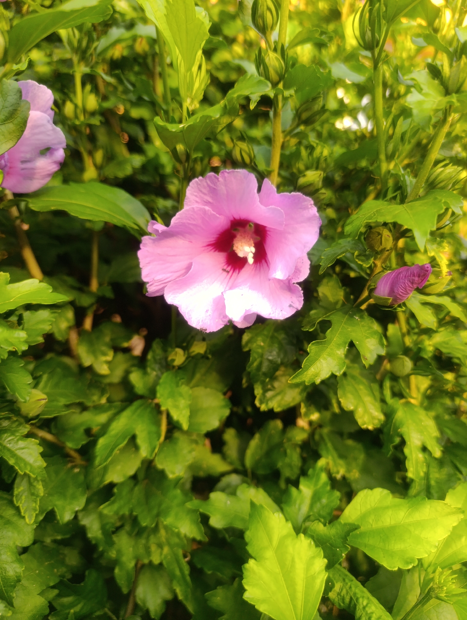 The image depicts a close-up of pink hibiscus flowers and buds surrounded by lush green foliage. The lighting suggests it is either early morning or late afternoon, with sunlight highlighting the leaves and petals. The flowers are in various stages of bloom, with one fully open and vibrant pink, its center featuring a dark red hue and a white stamen. Adjacent to it, a tightly closed bud displays a deep purple color. The foliage is dense and textured, with deeply lobed green leaves. The scene is tranquil and natural, likely found in a garden or park setting. The image does not contain any elements to suggest a specific location within Olomouc, Czechia.