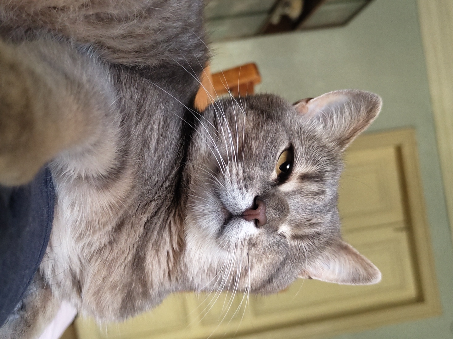 A medium shot captures a gray tabby cat with light brown eyes looking directly at the camera with one eye closed, giving a wink. The cat is lying down, with its body partially obscured by the foreground. The background is blurred, showing a room with a door and a shelf. The lighting is natural, coming from the front. The scene is an indoor domestic environment. The cat's fur is striped and appears soft. The cat's whiskers are long and white. The cat's nose is dark pink. The cat's ears are pointed and erect. The cat's left paw is visible in the lower left quadrant of the image, resting on a dark fabric. The overall tone of the image is casual and intimate.