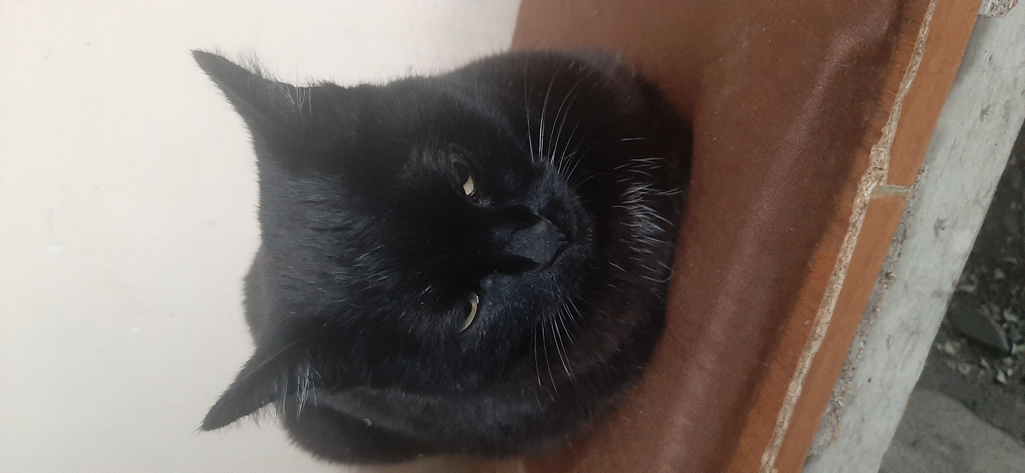 A black cat is loafing on a reddish-brown surface, likely a piece of furniture or a wooden plank, against a plain, light-colored wall. The cat is facing forward, with its ears pointed upwards and its eyes partially open, displaying a somewhat grumpy or sleepy expression. The fur is predominantly black, with some lighter-colored hairs around the muzzle and chin. The background is a simple, unadorned wall. The foreground shows the edge of the surface the cat is resting on, with a glimpse of what appears to be the ground or an outdoor area below. There is no indication of any specific urban or natural setting that would suggest Yessentukskaya, Russia. The image captures a still, domestic scene with a single animal.