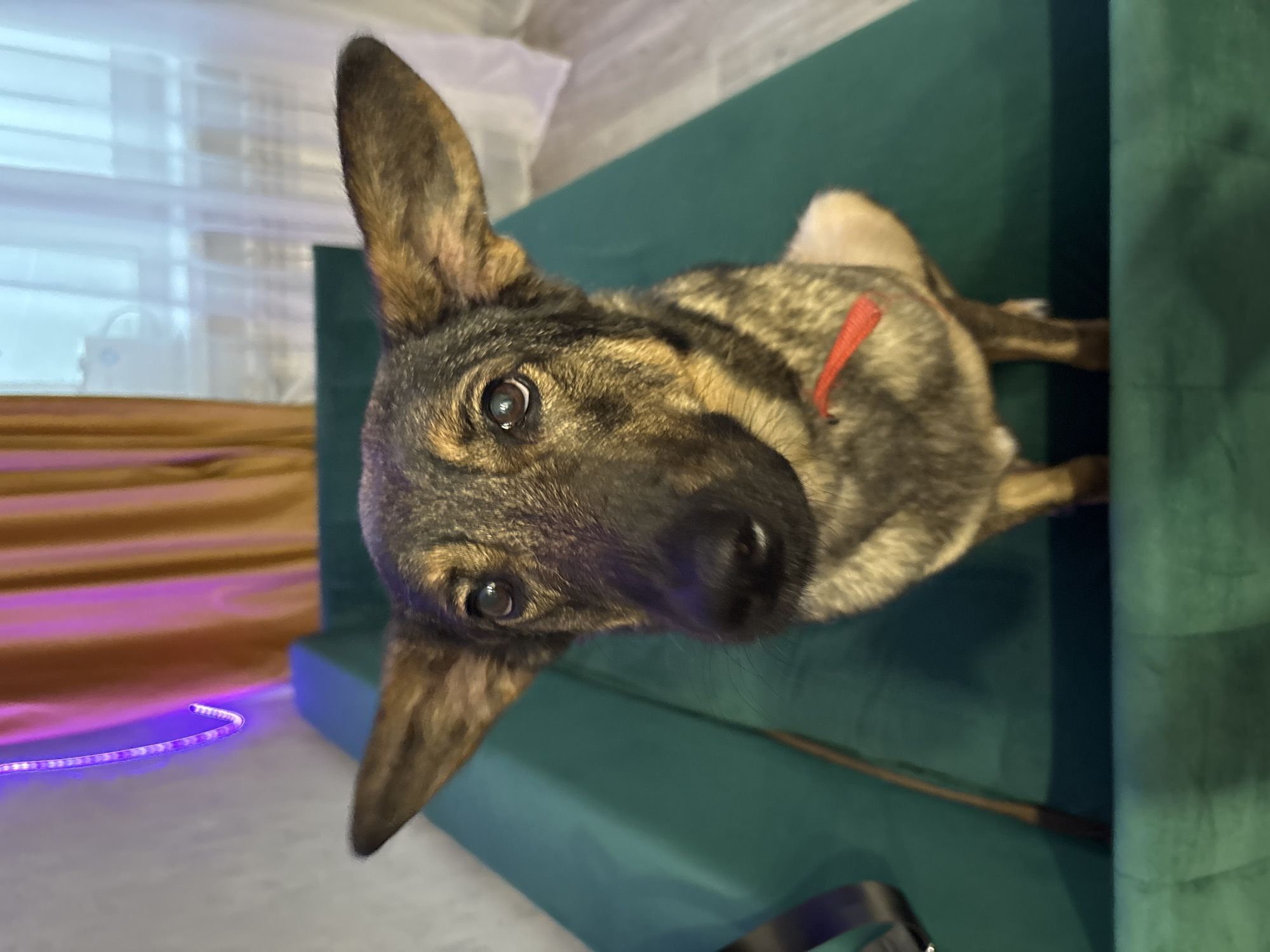 The image shows a dog with brindle fur and large, alert ears. The dog is looking up at the camera with a curious expression. It is wearing a red collar. The dog is lying on a green sofa. In the background, there are vertical blinds and a wooden surface. There are also some purple LED lights in the lower left corner of the image. The overall scene suggests an indoor setting, possibly a living room. The lighting appears to be artificial, with the purple lights adding a dramatic effect. The dog seems relaxed and engaged with the photographer, indicating a comfortable and familiar environment. The image is oriented vertically. No people or text are visible.