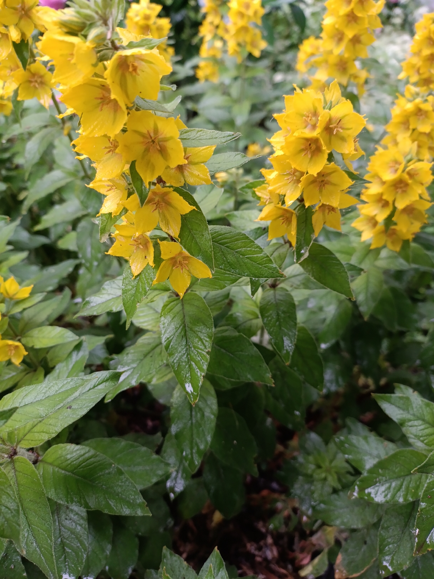 The image is a close-up, eye-level shot of bright yellow flowers and lush green foliage. The flowers are clustered together on stems, with multiple blooms per stem, and some individual flowers are visible. The petals of the flowers are slightly cupped and have a star-like appearance with visible stamens in the center. The leaves are broad, elongated, and a deep green color, with some appearing slightly wet, suggesting recent rain. The background is a blur of more greenery and out-of-focus flowers, creating a sense of depth. The lighting appears natural, with some highlights on the petals and leaves. There are no people, animals, or man-made objects visible in the scene. The setting appears to be an outdoor garden or natural environment. There is no information in the image that suggests this scene is located in Chaikovsky, Russia.