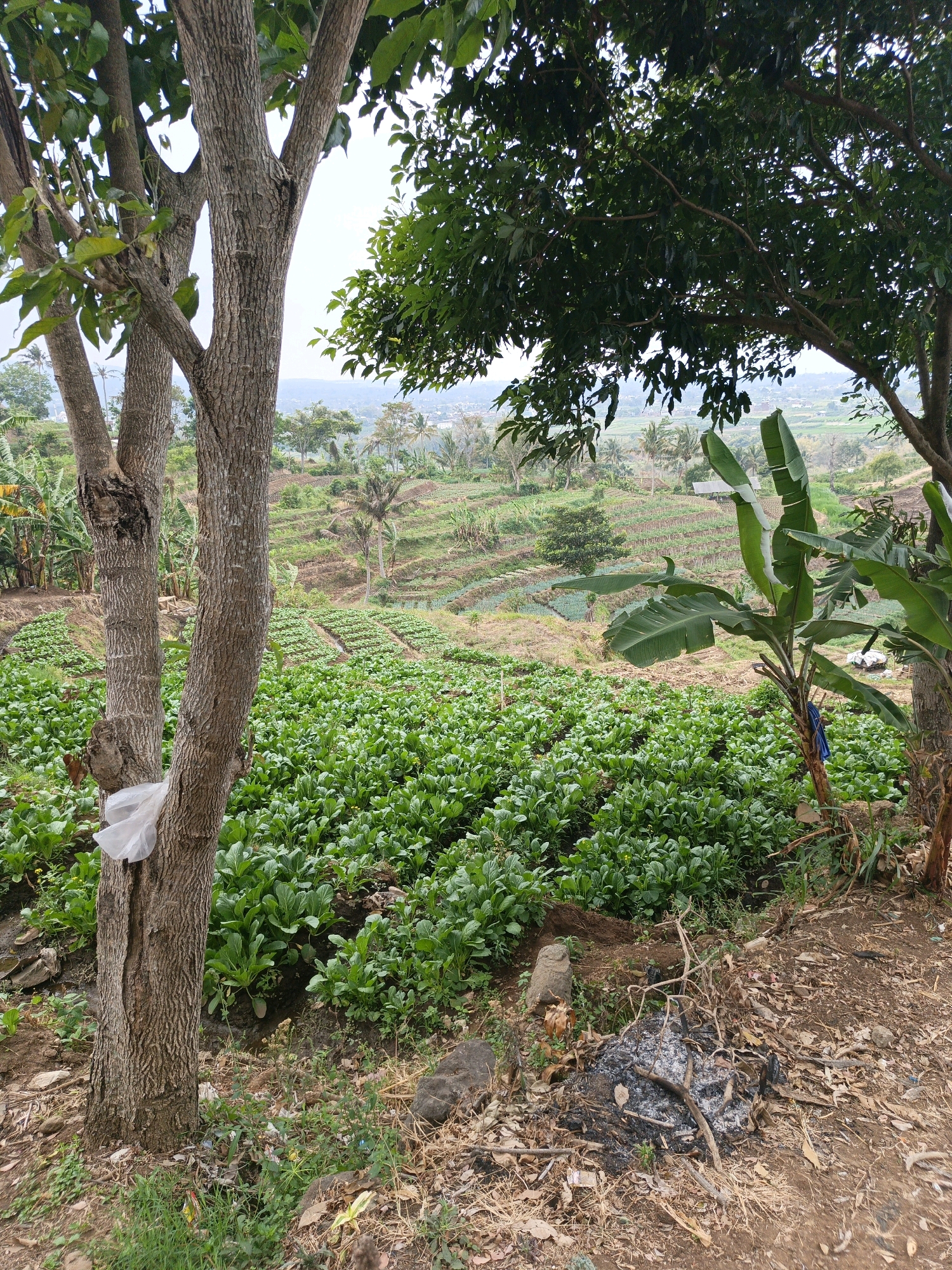 The image depicts a rural landscape in Batu, Indonesia, characterized by terraced fields cultivated with various crops. In the foreground, a large tree with rough bark stands to the left, its trunk partially wrapped in white plastic. Adjacent to the tree is a patch of dry ground with scattered leaves and a small pile of ashes from a fire.
Dominating the midground are extensive fields of lush green leafy vegetables, neatly planted in rows. Beyond these, more terraced fields are visible, with some appearing fallow or planted with different crops, indicated by variations in color and texture. Banana trees, with their distinctive large leaves, are interspersed within the agricultural landscape. In the background, the terrain slopes upwards, dotted with scattered trees and buildings, suggesting a semi-rural or agricultural fringe setting. The overall impression is one of agricultural activity in a hilly region.