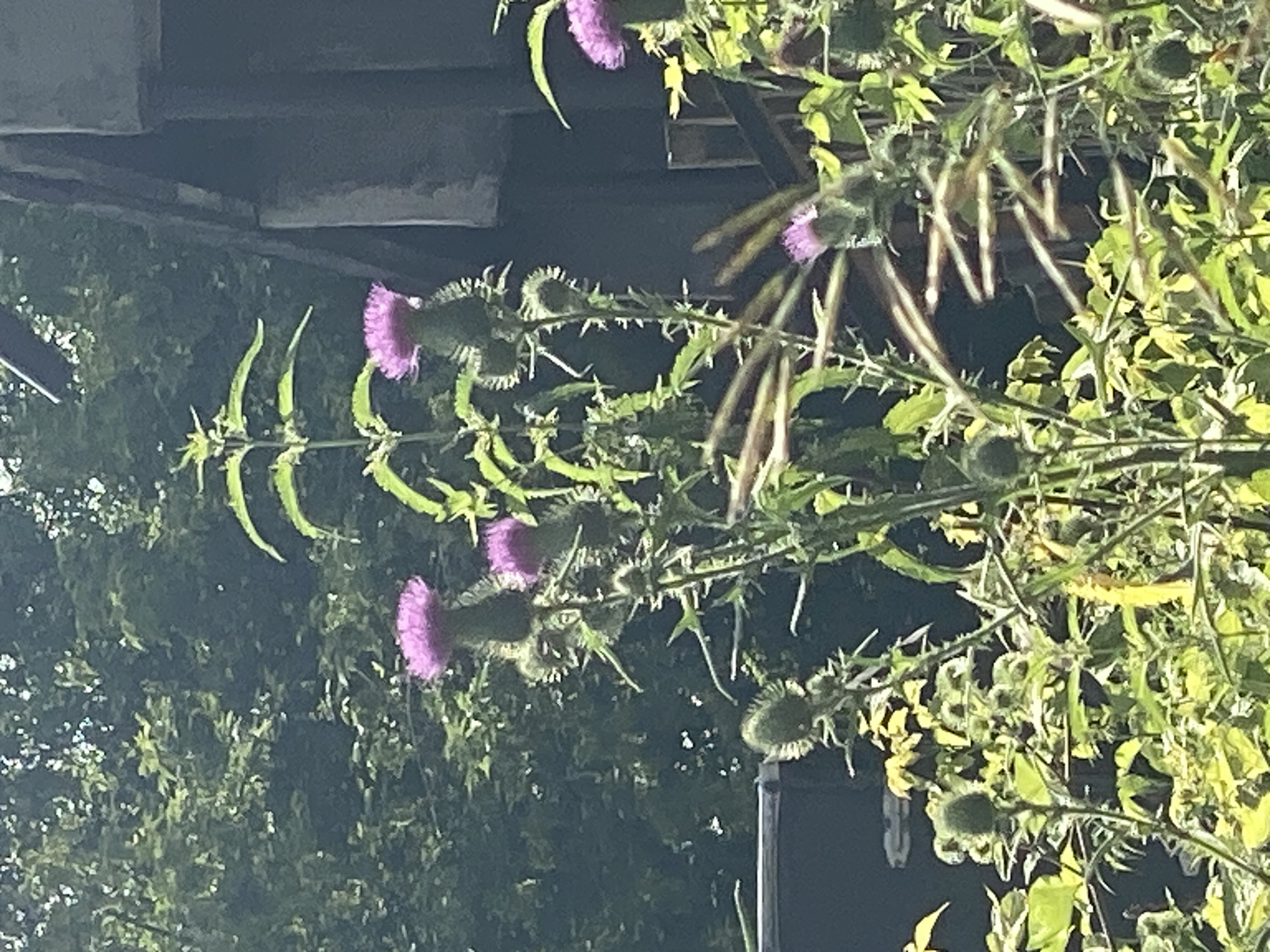 In the foreground of the image, several thistle plants with purple flowers and thorny stems are visible. The thistles are in bloom, with some flowers fully open and others still in bud. The plants are surrounded by greenery, including leaves and grass. In the background, a dark, weathered building or structure can be seen, partially obscured by the foliage. Trees with dense green leaves form a backdrop behind the building and thistles. The scene appears to be outdoors, possibly in a garden or natural setting. No people are visible in the image. The lighting suggests it is daytime, with sunlight filtering through the leaves. The image does not provide any specific geographical markers that would allow for identification of its location within the city of Novokuznetsk, Russia.