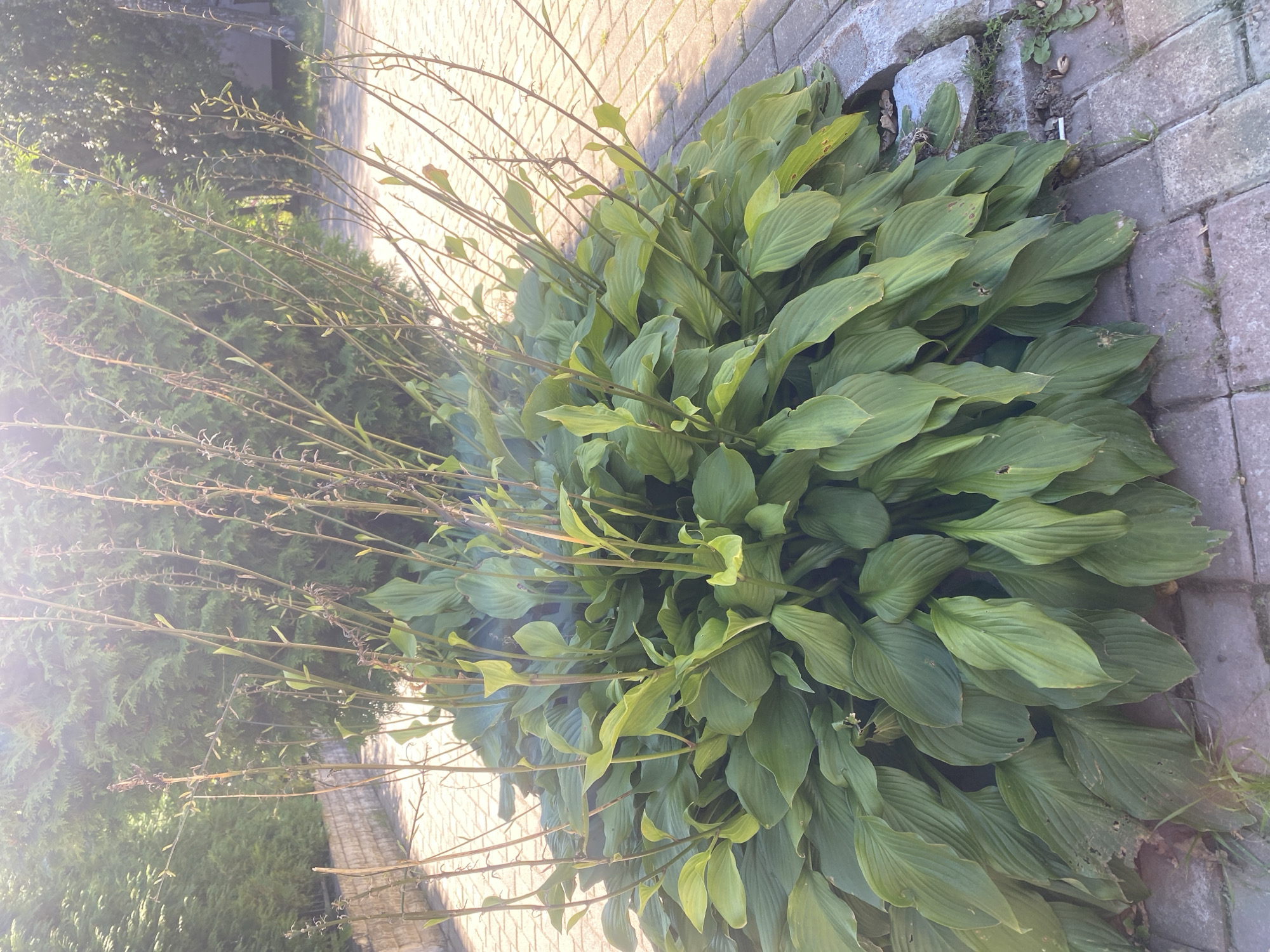 The image depicts a large clump of hosta plants with thick, green leaves and tall, spindly flower stalks. The hostas are situated on a paved area made of interlocking bricks, which appears to be a walkway or patio. Behind the hostas, a dense green hedge forms a backdrop. The scene is illuminated by bright sunlight, creating a lens flare effect in the upper portion of the image and casting long shadows on the paving stones. The overall setting suggests an outdoor environment, likely a garden or a public space within a city. Based on the provided context, this scene is located in Ivanteyevka, Russia. There are no people or animals visible in the image.