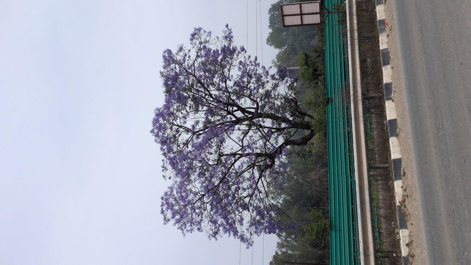 The image depicts a jacaranda tree in full bloom, located near a road in what is likely Pathankot, India. The tree is positioned beside a green metal barrier and a gray guardrail, separating it from the asphalt road with black and white painted curbing. Behind the barrier, there is dense foliage suggesting a wooded area. Overhead power lines are visible against a pale sky. A rectangular sign is mounted on a pole near the tree. No people are visible in the scene.