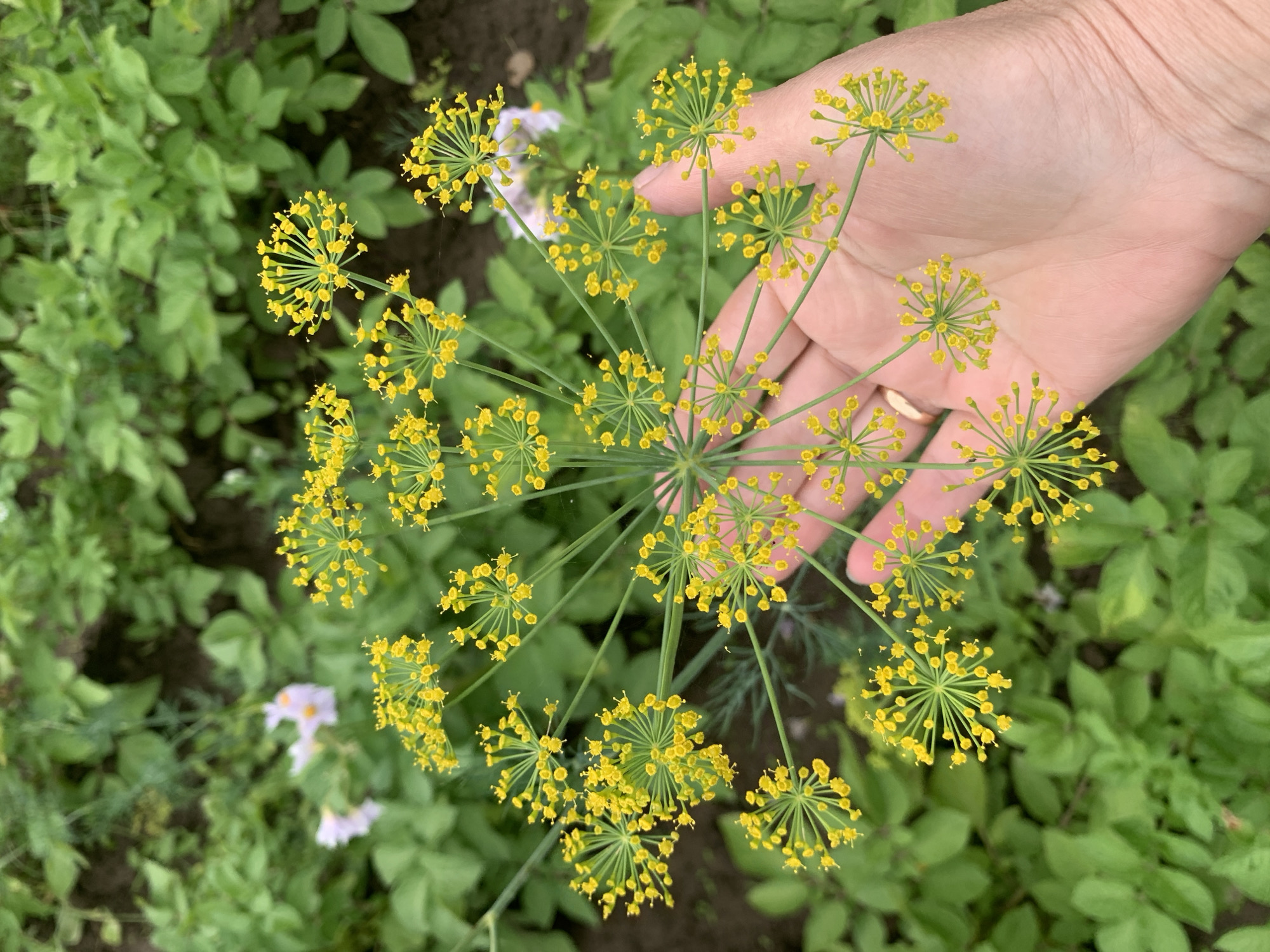 A hand, belonging to a person with fair skin and a ring on their finger, is holding a large, fanned out dill flower cluster. The dill flower is bright yellow with many small florets. The background is out of focus, showing green leafy plants, likely a garden. There are also a few blurry, pale pinkish-white flowers in the background. The scene appears to be outdoors, in a garden setting, possibly in or around Відзаўскі сельскі Савет, Belarus.