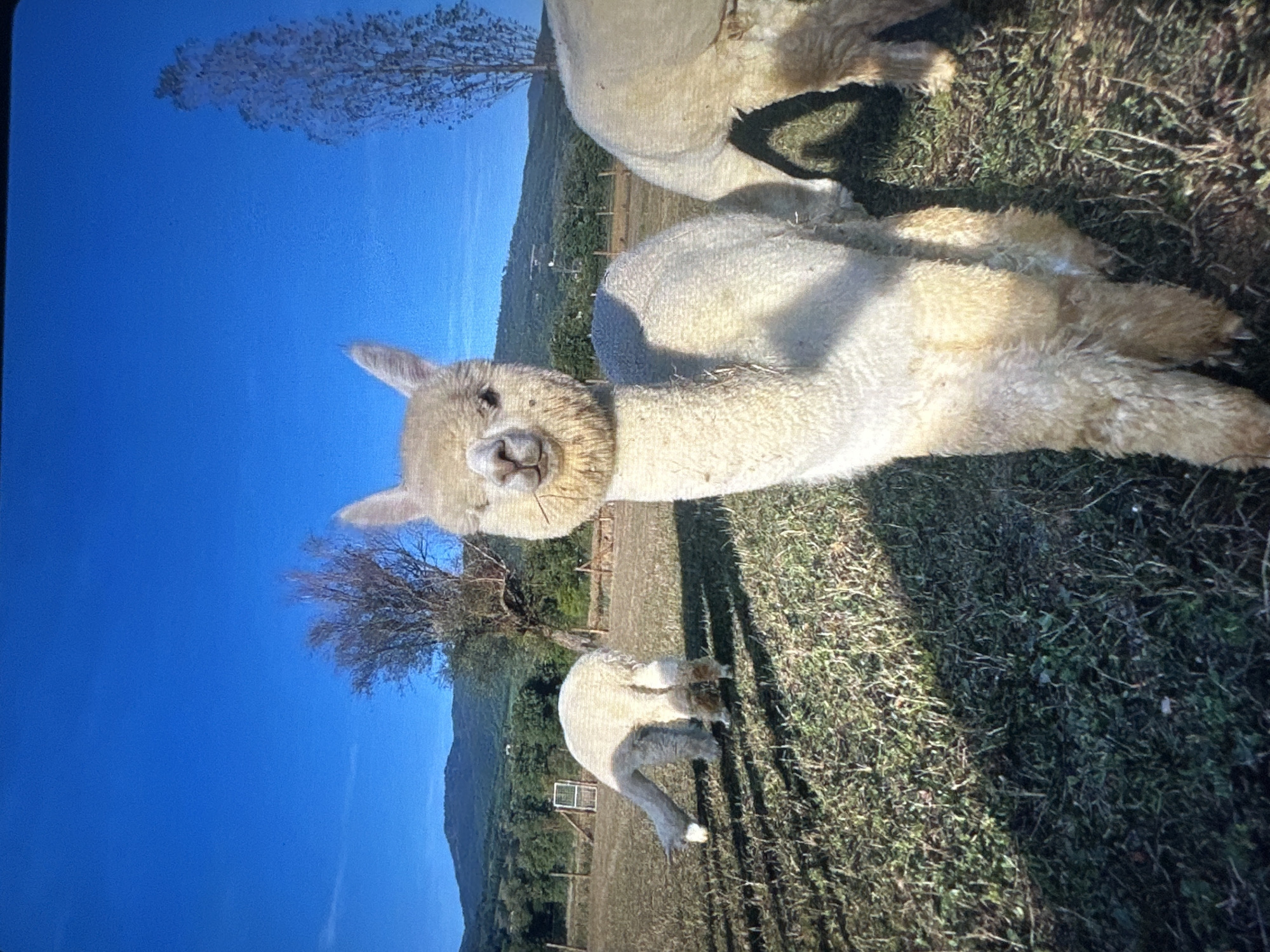 The image shows a close-up of a white alpaca standing in a grassy field. The alpaca is looking directly at the camera with its mouth slightly open. Behind it, another alpaca is grazing, and a third alpaca is partially visible on the right side of the frame. In the background, there are trees and hills under a clear blue sky. The scene appears to be a rural setting, possibly a farm or sanctuary. There is no indication of this location being in Tallinn, Estonia.