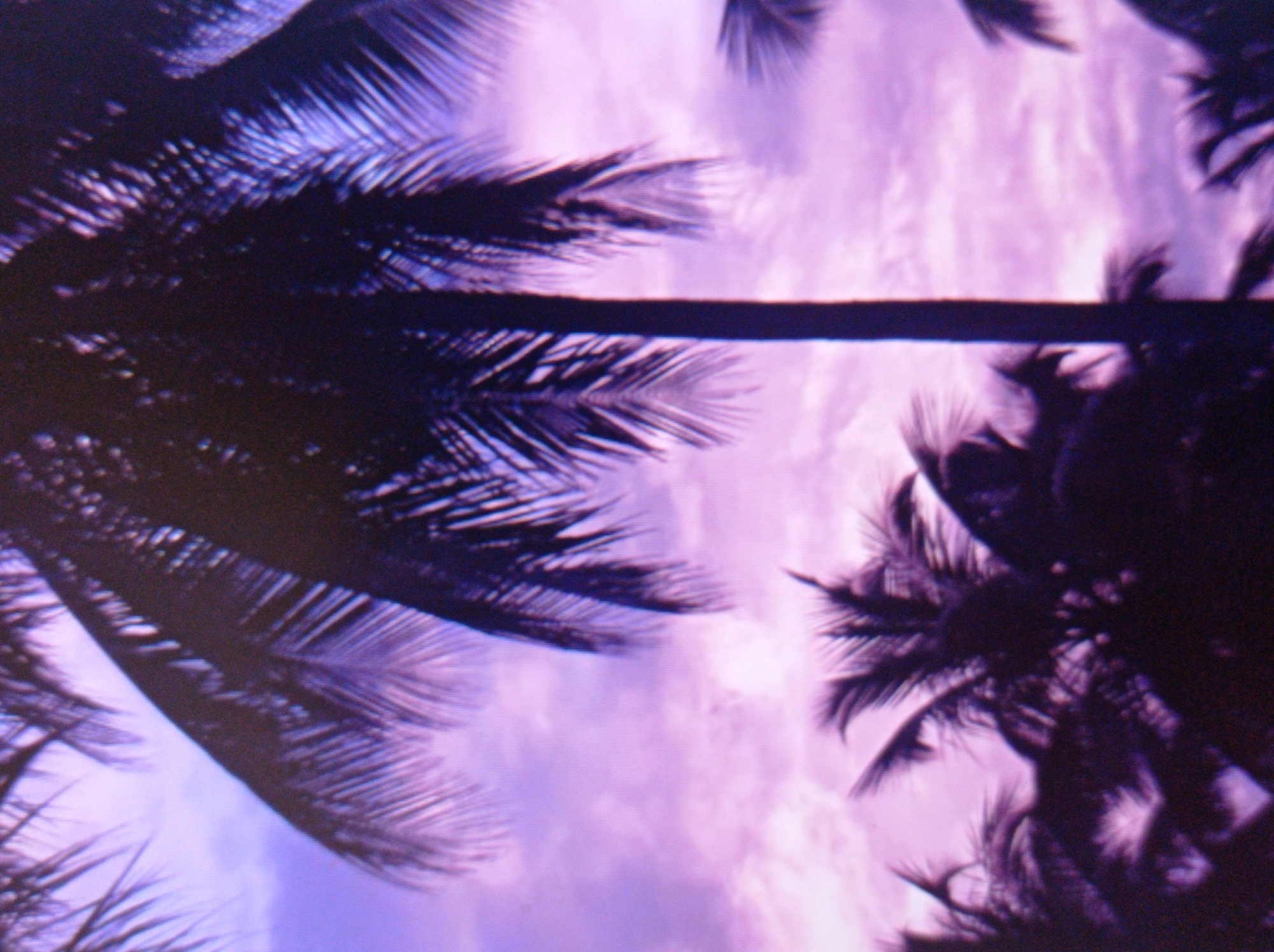 The image depicts a silhouette of palm trees against a vibrant purple and pink sky, suggesting either a sunset or sunrise. The fronds of the palm trees are dark and detailed, contrasting with the soft, cloudy texture of the sky. The composition is dominated by the tropical foliage and the dramatic sky. The question of the image being in Mukachevo, Ukraine is a factual error as palm trees are not native to this region and the climate does not support their growth. Therefore, the image does not depict any location in Mukachevo, Ukraine.