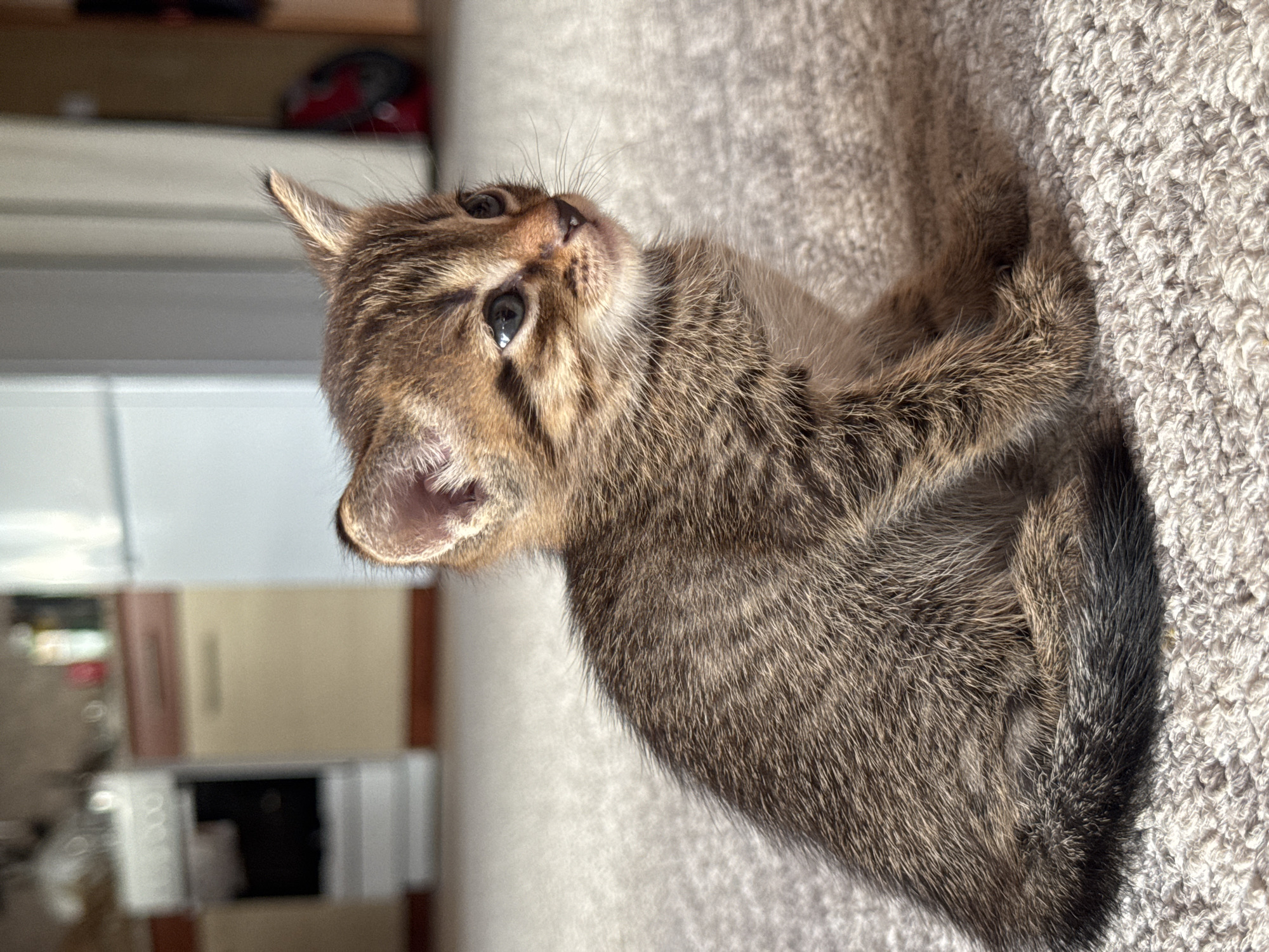 This media file features a close-up, vertical shot of a tabby kitten lying on a textured, light-colored carpet. The kitten's head is tilted upwards, with its blue eyes looking away from the camera. Its fur is a mix of brown, black, and grey tabby stripes. The kitten's left ear is visible, and its whiskers are prominent. Sunlight appears to be illuminating the kitten from the right side of the frame, creating a shadow on the left.
In the background, out of focus, a refrigerator or tall cabinet is visible, with some shelving and objects on top. There are also blurred kitchen cabinets, a dark opening (possibly an oven), and some indistinct items in the lower portion of the frame. The setting appears to be an indoor location, likely a home kitchen or living area.
The overall impression is one of a young, curious animal bathed in natural light. There is no visible text in the image. The time of day is suggested by the strong sunlight. The location cues point to Обухово, Russia.