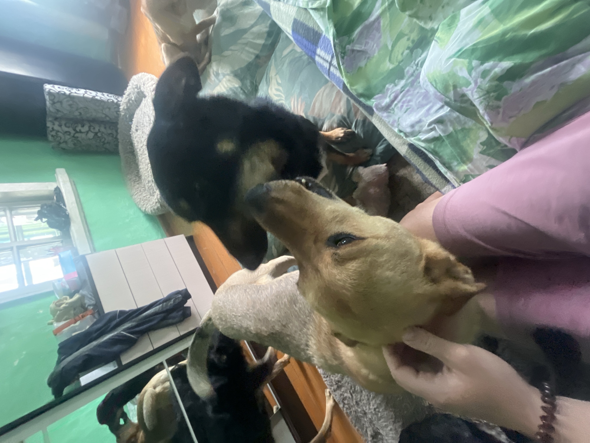 A group of dogs are gathered on a bed in a room with green walls. In the foreground, a person's hand is gently touching the head of a tan-colored dog. Another black and tan dog is seated behind it, also on the bed. In the background, a dresser with clothes on it is visible, as well as a mirror reflecting more of the room. The scene appears to be indoors, in a domestic setting. No specific details about Nizhny Tagil, Russia, are present in the image.