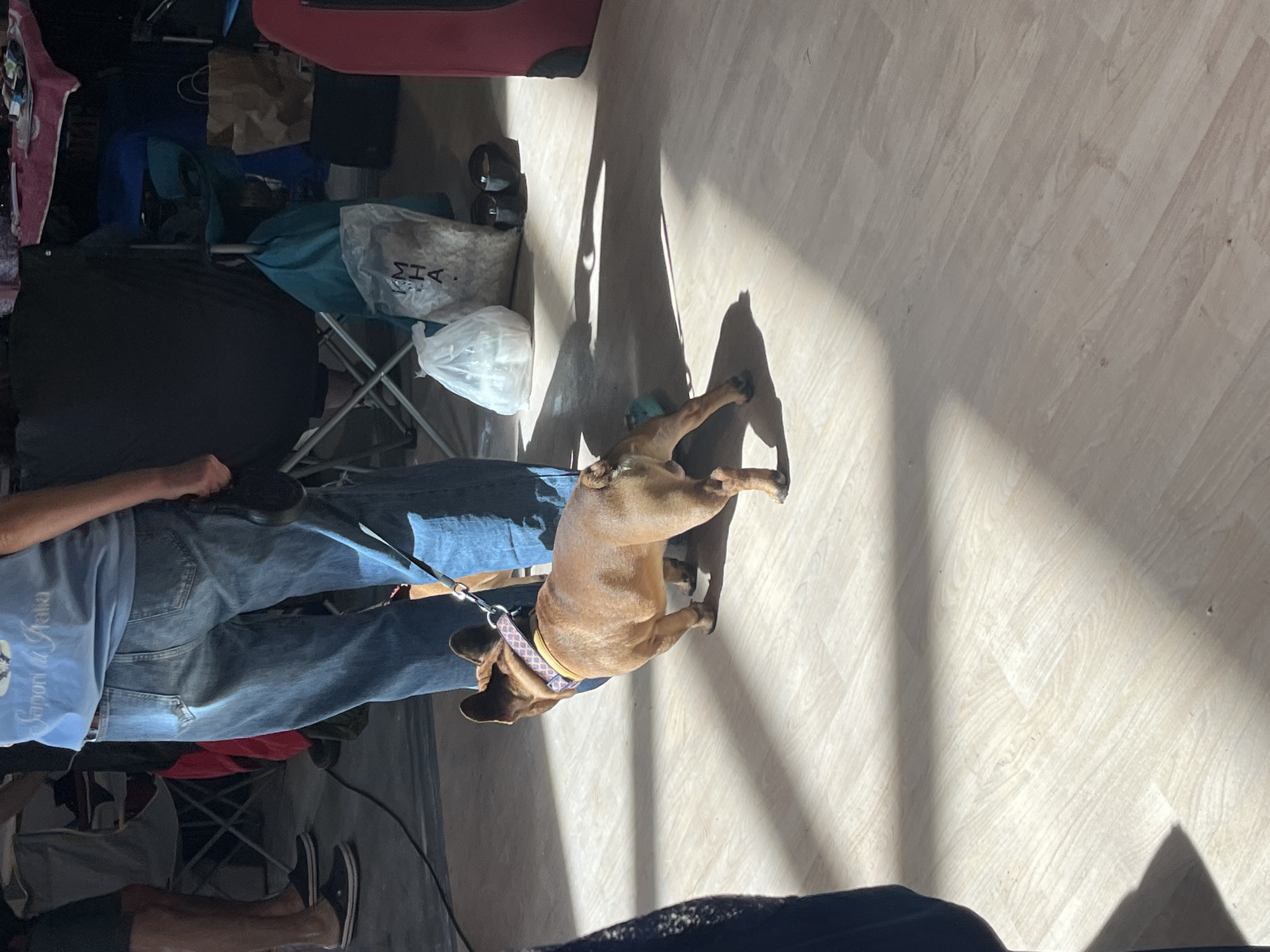 A brown French Bulldog, wearing a patterned collar, walks on a light-colored wooden floor in what appears to be an indoor market or event space. The dog is on a leash, held by a person whose legs, clad in blue jeans and a light blue t-shirt, are visible in the upper part of the frame. The person is also holding a black retractable leash. Sunlight streams in from the left, casting long shadows across the floor. In the background, there are various objects, including folding chairs, bags, and what seems to be a table covered with a pink cloth. The environment suggests a casual gathering or a vendor area.