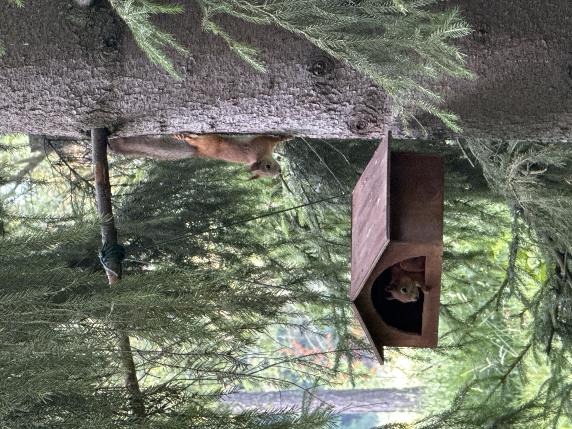 A vertical medium shot captures two red squirrels in a woodland setting with evergreen trees. The image is oriented such that the subjects appear upside down. In the foreground, the textured bark of a large tree trunk is visible, with pine needles extending into the frame from the top.
On the left side of the image, a squirrel is hanging upside down from the underside of the tree trunk, its fur a reddish-brown color, and its tail extended. A small, rough wooden pole extends from the tree trunk downwards, with a dark rope tied around it.
To the right, a small, wooden squirrel house, likely a feeder or nesting box, is attached to a tree. The house is a simple, reddish-brown wooden structure with an opening. A second squirrel is peeking its head out of this opening, also appearing upside down. Its face is visible, with bright eyes and small ears.
The background consists of blurred green pine branches and foliage, suggesting a forest or park environment. The lighting appears to be natural daylight, possibly overcast given the diffused illumination. The overall scene conveys a sense of nature and wildlife activity in a Russian location, specifically Pushkin. No text is visible in the image.