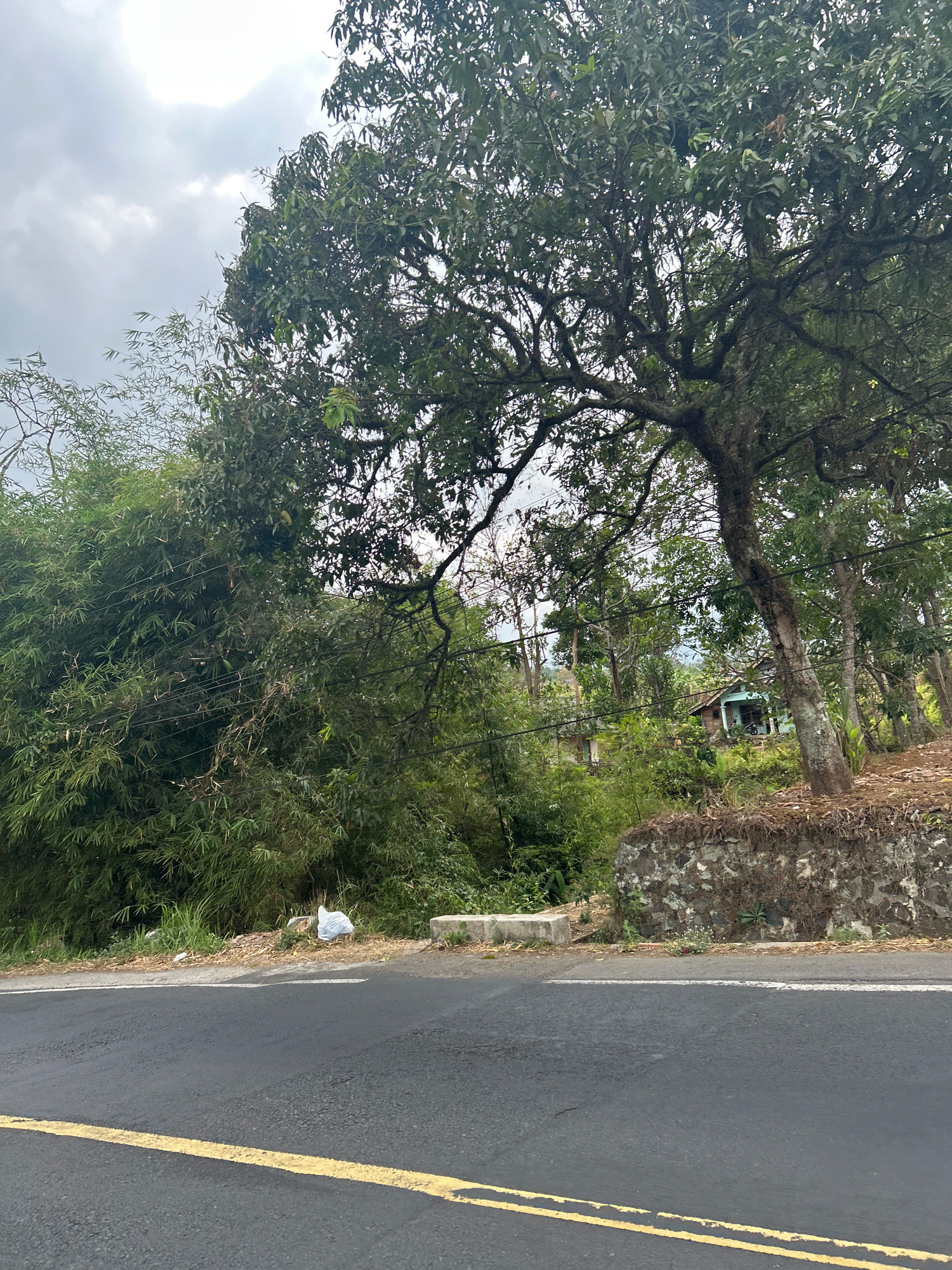 A road curves through a lush, green landscape in Sukasetia, Indonesia. On the left, a dense growth of bamboo lines the roadside, with a white plastic bag discarded near its base. A large tree with a thick trunk and sprawling branches dominates the right side of the frame, its leaves providing partial shade. In the background, nestled amongst the trees, is a small house with a light blue exterior and a darker roof. The sky above is overcast with grey clouds. The road itself is asphalt with a yellow dividing line.
