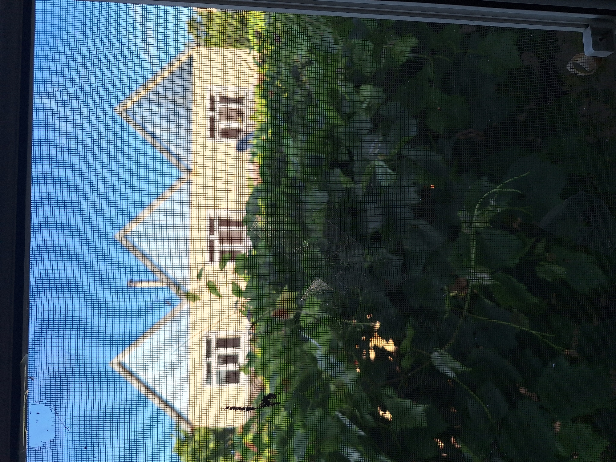 The image shows a view through a window screen of a yellow building with a light blue roofline and three prominent triangular gables. Three sets of double windows are visible on the building's facade. In front of the building, dense green foliage obscures the lower portion of the structure. The sky above is clear and blue. A small spiderweb is faintly visible on the screen, and a few dark specks, possibly insects or debris, are also present on the screen. A small light-colored object, possibly a cup, is visible on the ground below the foliage on the right side of the frame. The overall scene suggests a residential setting, likely in Nabran, Azerbaijan, given the context of the question.
