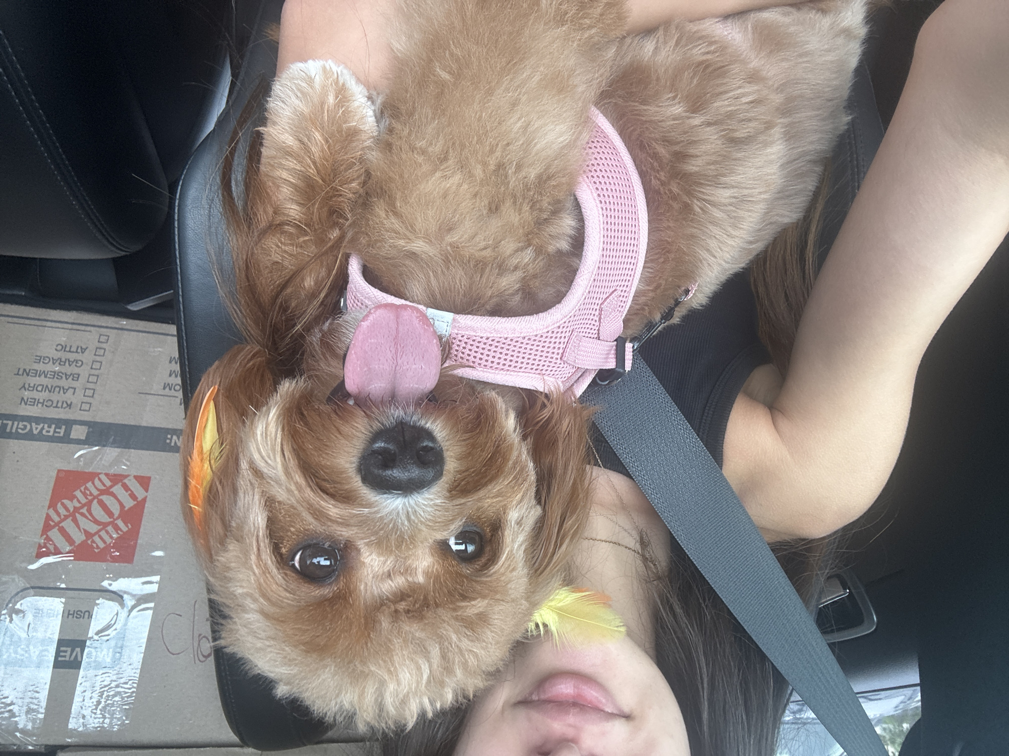 A young woman with dark hair is holding a small, light brown, fluffy dog in her arms while sitting in the passenger seat of a vehicle. The dog is wearing a pink mesh harness and has a yellow and orange feather tucked behind its ear. The woman's mouth is visible, and she appears to be smiling slightly. In the background, there are cardboard boxes, one of which has the Home Depot logo on it, suggesting a move or transport of goods. The scene is likely within a car in a residential or commercial area, possibly Deerfield Beach, Florida, United States of America, given the mention of the location. The overall impression is a candid moment captured during a car journey.