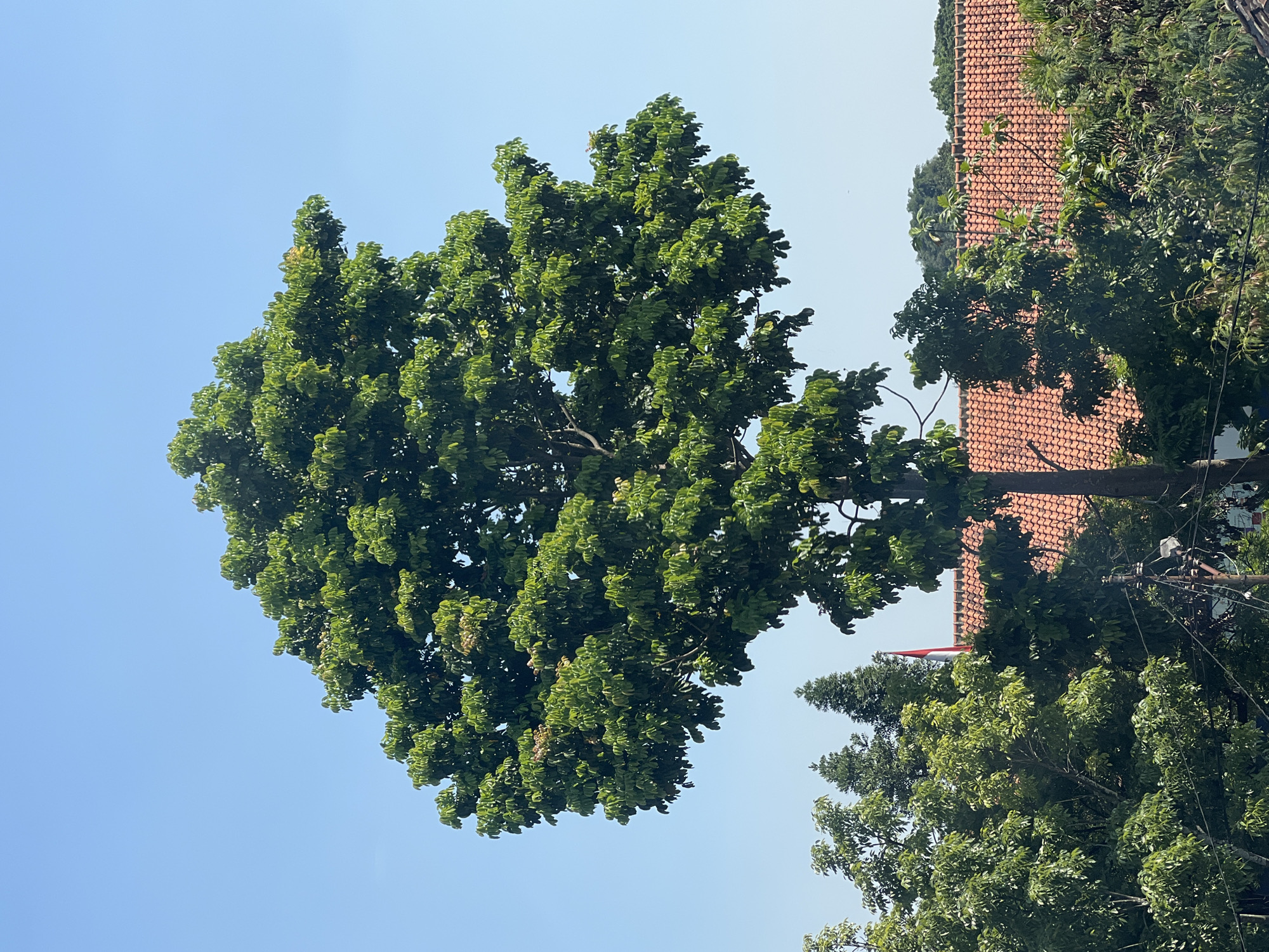 A mature tree with a full canopy of green leaves stands prominently against a clear blue sky. The tree's trunk is thick and its branches spread wide, creating a dense crown. In the background, a cluster of other trees can be seen, with their foliage forming a textured green mass. Partially visible behind the trees is a building with an orange tiled roof. The scene appears to be an outdoor environment in a populated area, possibly a residential or park setting in Bandung City, Indonesia, given the presence of trees and buildings. The overall impression is one of a bright, sunny day.