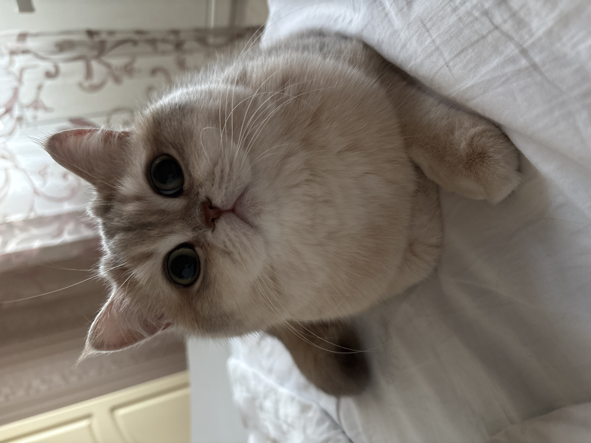 A light beige cat with large black eyes is lying on a white surface that appears to be a bed. The cat is partially covered by the white material, with its head and one paw visible. The background is blurry but suggests a domestic interior, with a patterned surface (possibly a curtain or wall) and a light-colored cabinet visible. The location within the city of Chaikovsky, Russia, is not ascertainable from this image.