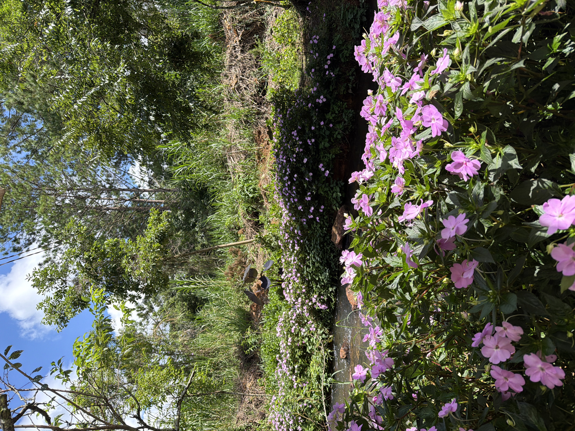 The image depicts a serene natural scene with a gentle stream flowing through lush greenery. In the foreground, a dense bed of vibrant pink impatiens flowers flourishes, their delicate petals catching the sunlight. The stream, bordered by rocks, meanders through the landscape, reflecting the surrounding foliage. Beyond the stream, the ground rises, covered in more dense vegetation and grass. In the background, a variety of trees and tall grasses create a verdant backdrop under a partly cloudy blue sky. The overall impression is one of natural tranquility, evoking a sense of peace and quiet. While the image is not explicitly set in Da Lat, Vietnam, the abundant flowering plants, lush vegetation, and flowing water are characteristic of the city's natural beauty, known for its rolling hills, flower gardens, and mild climate.