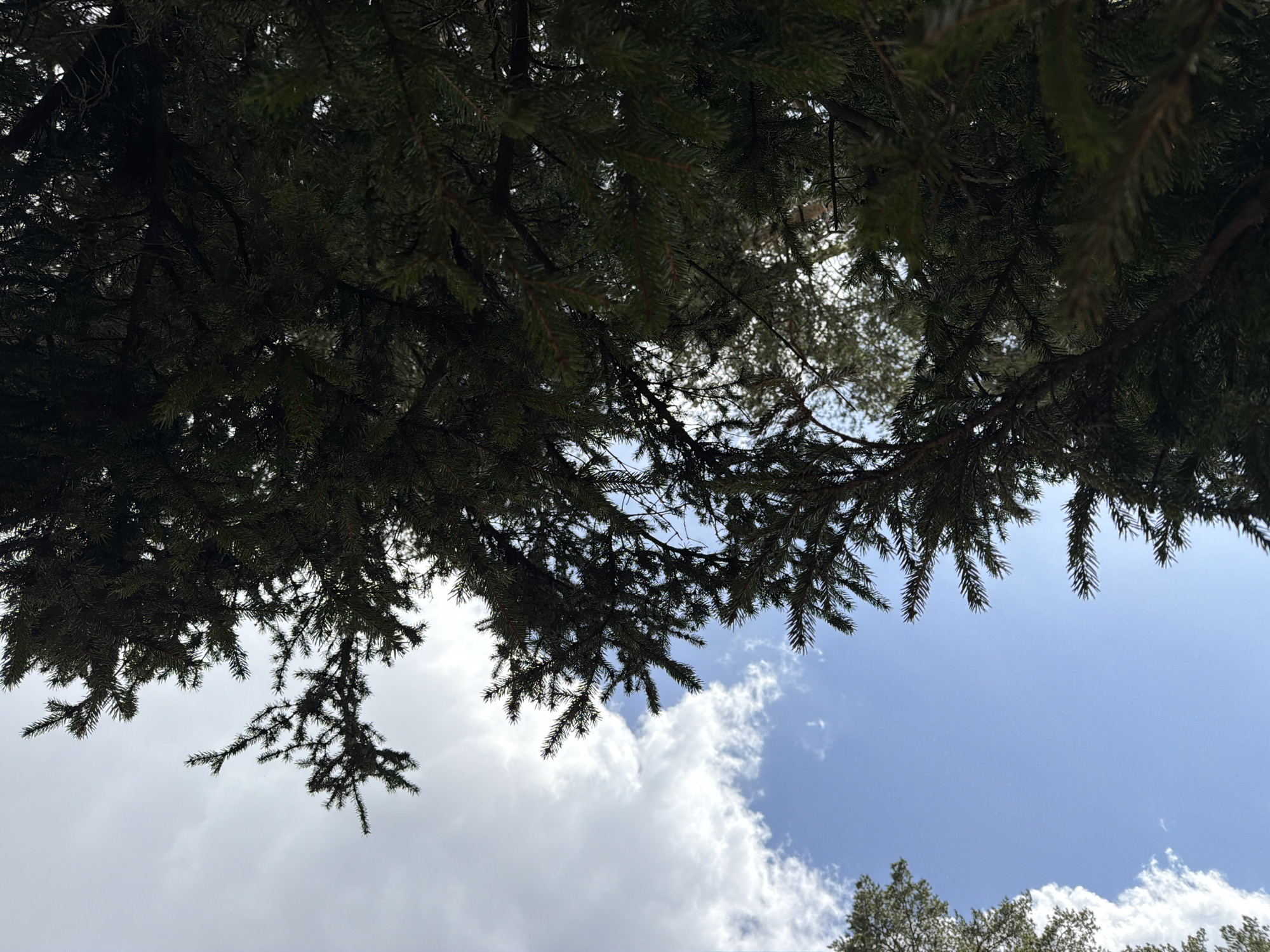 The image presents an upward view through the dense, dark green canopy of coniferous trees, likely pine or spruce, in Chaikovsky, Russia. The intricate network of branches and needles fills the upper portion of the frame, casting shadows and creating a natural, interwoven pattern. Through the gaps in the foliage, a bright blue sky is visible, interspersed with scattered white cumulus clouds. The lighting indicates it is daytime with fair weather. The scene emphasizes the natural environment, showcasing the detailed texture of the tree branches against the expansive sky. There are no people, animals, or visible text in the image.