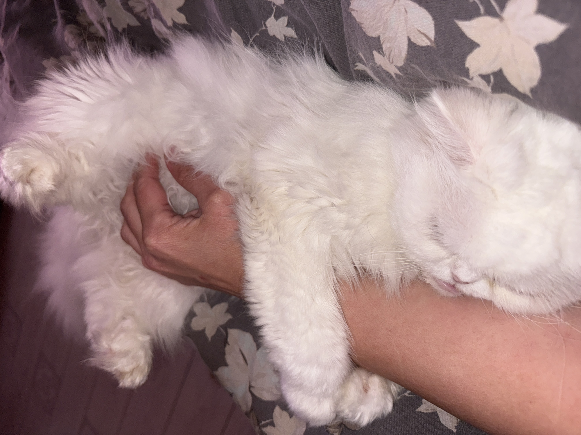 A fluffy, white cat is sleeping on a person's arm. The background is a bed with gray and white floral patterned sheets. The cat is lying on its side with its eyes closed. The person's hand is gently touching the cat's fur. There is no indication of the location being Burgas, Bulgaria.