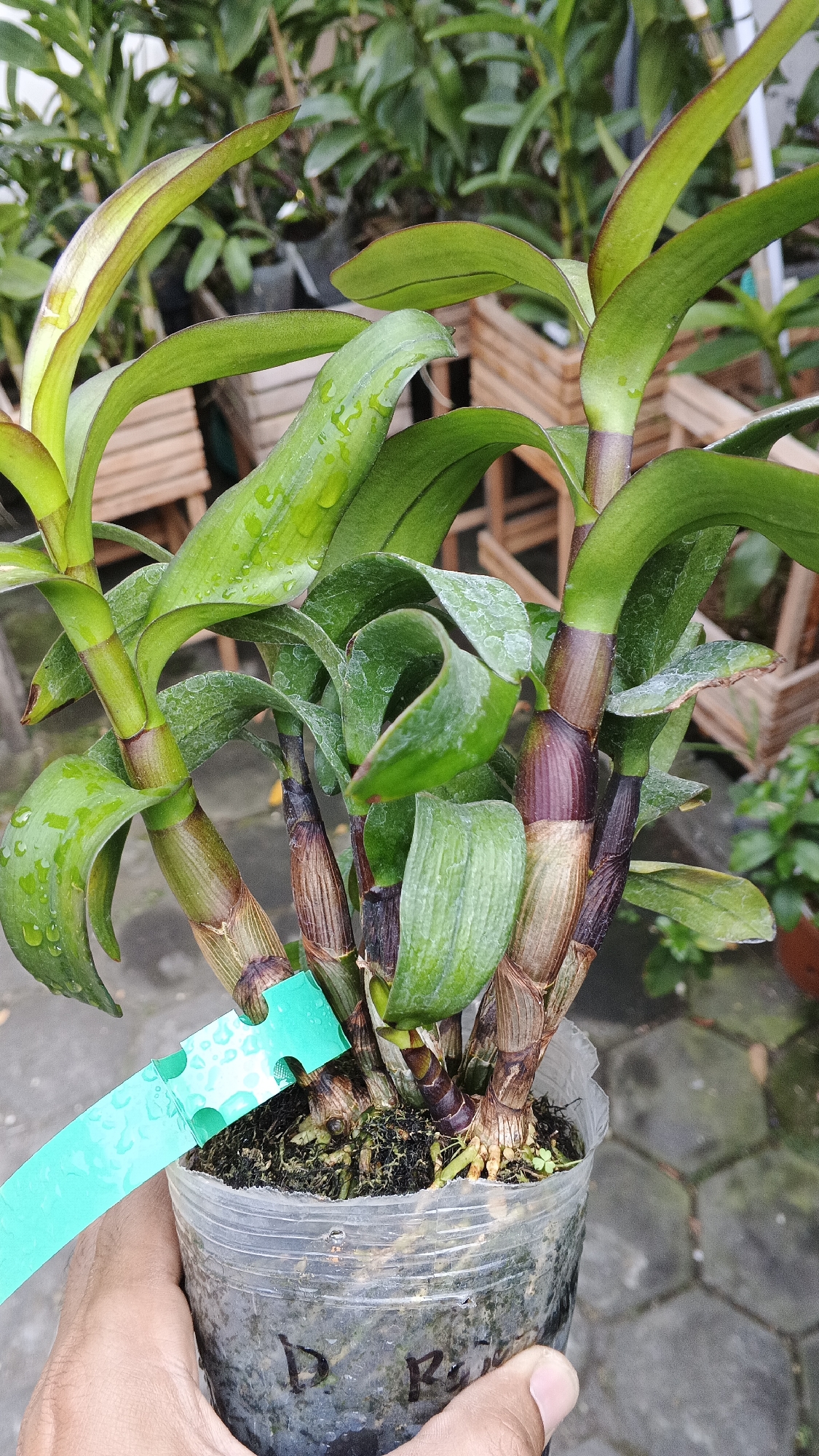 A close-up, outdoor shot shows a hand holding a potted orchid plant in Ambarketawang, Indonesia. The orchid has thick, green stems with prominent nodes, and its leaves are a deep green, some with reddish edges. Water droplets are visible on the leaves, indicating recent watering. A bright teal plant tag is clipped to one of the stems. The plant is in a clear plastic pot, revealing the roots and substrate. The background is blurred, showing greenery and wooden structures, likely part of a nursery or garden setting. The hand holding the pot is dark-skinned. The pot has markings that appear to be handwritten.